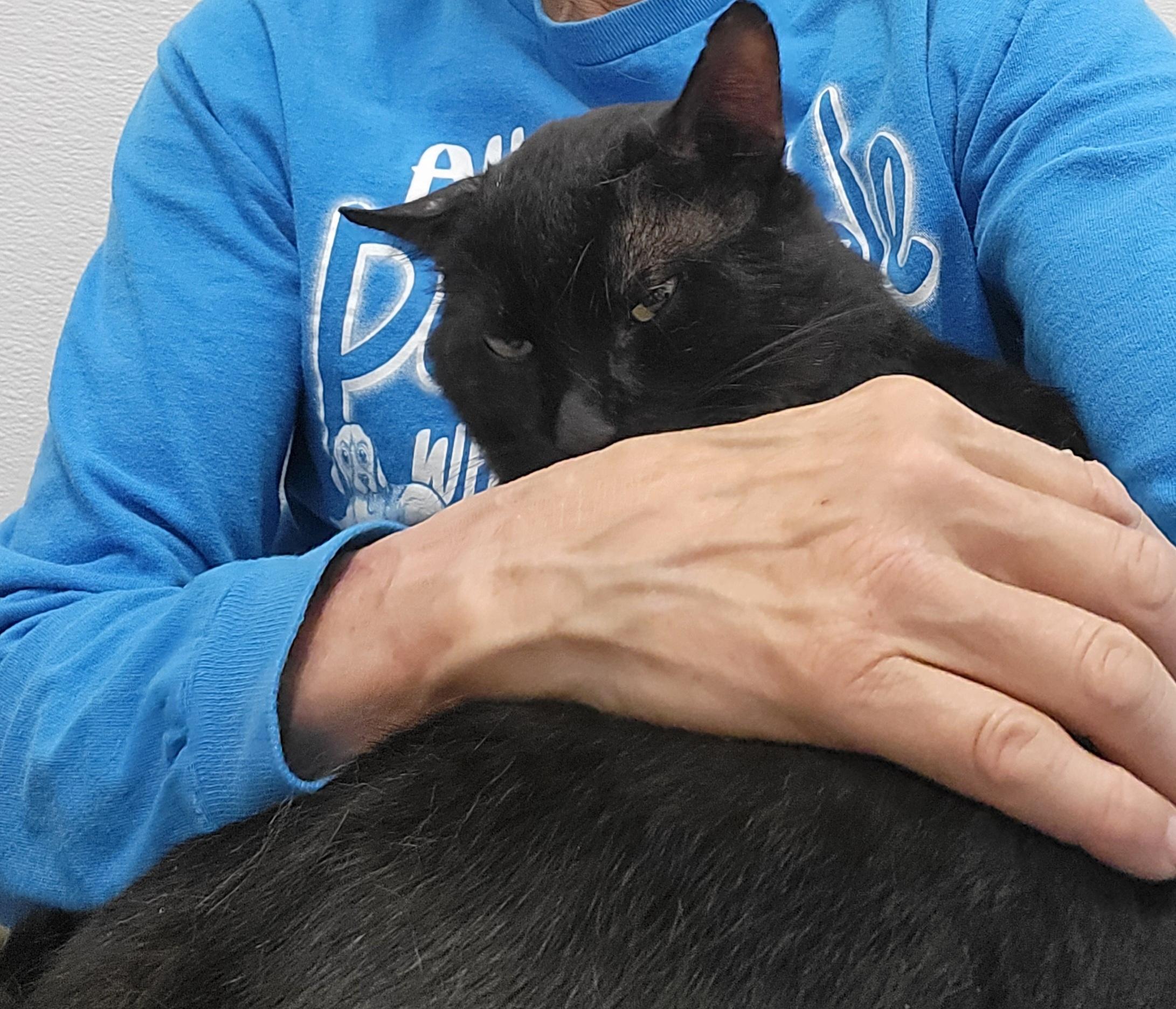 Jesse, a Adoptable Domestic Short Hair in Anna, IL image 4/5