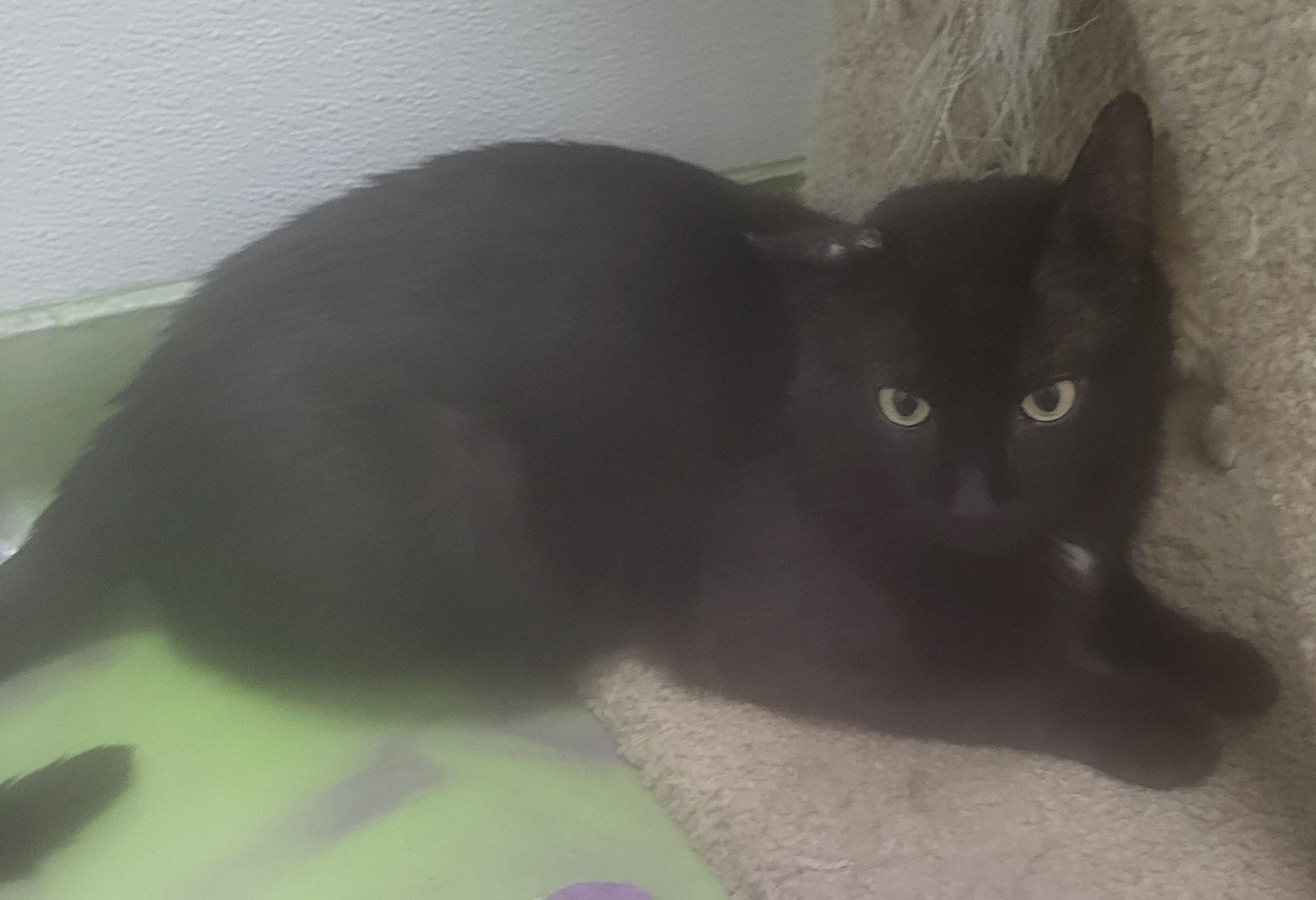 Jesse, Adoptable, Adult Male Domestic Short Hair.