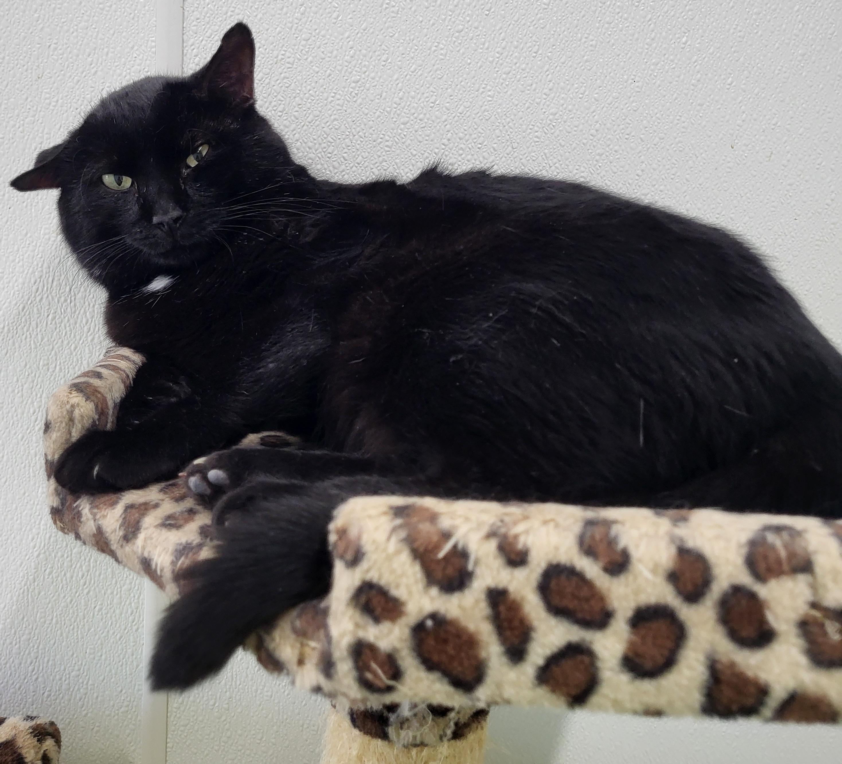 Jesse, Adoptable, Adult Male Domestic Short Hair.