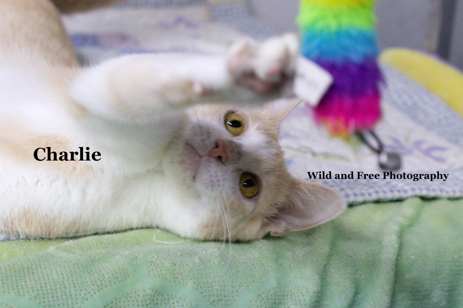 Charlie, Adoptable, Young Male Domestic Short Hair.