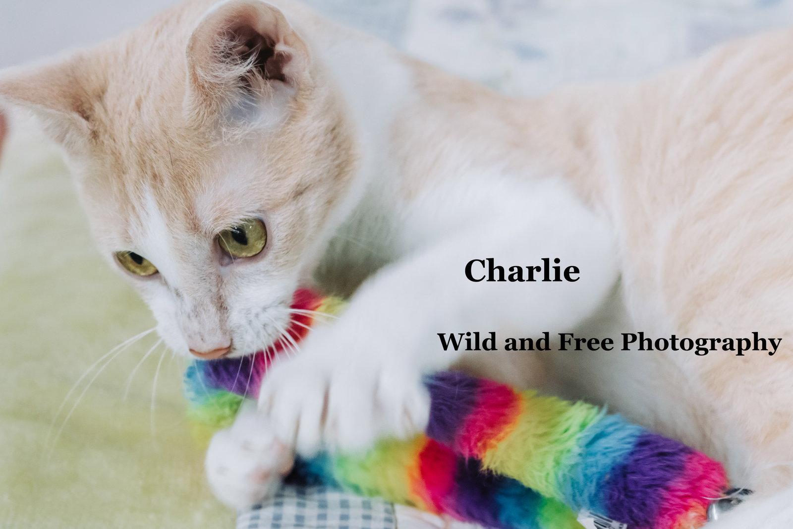 Enlarge Charlie, a Adoptable Domestic Short Hair in Morehead, KY image 2/3