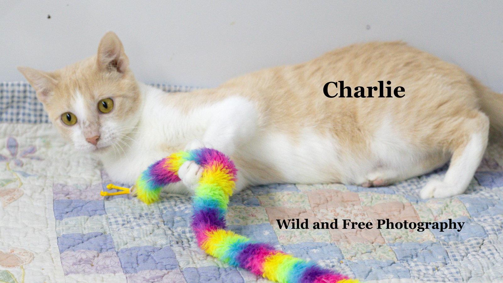 Enlarge Charlie, a Adoptable Domestic Short Hair in Morehead, KY image 3/3