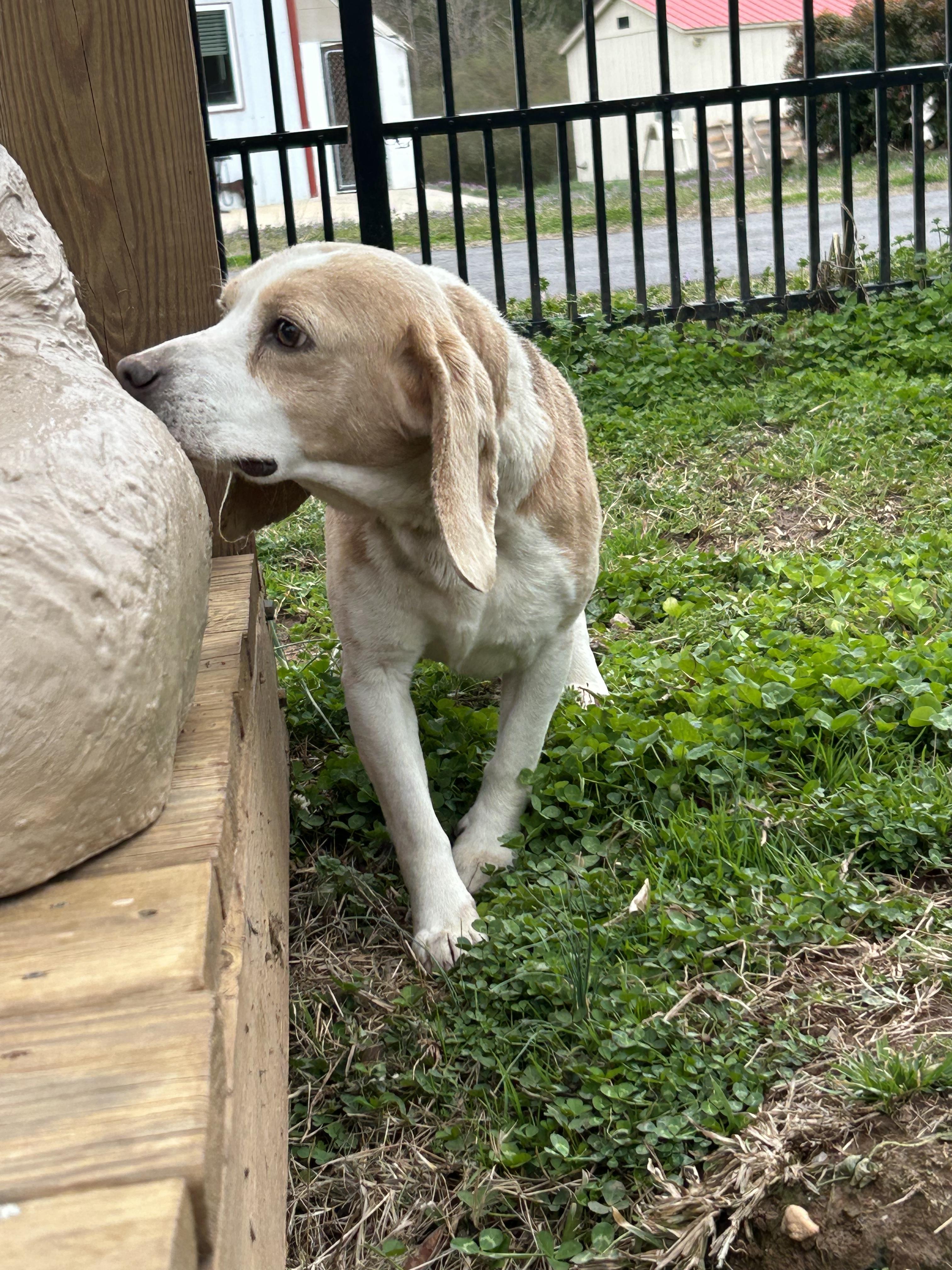 Enlarge toby, a ADOPTABLE Beagle in Lancaster, SC image 1/1
