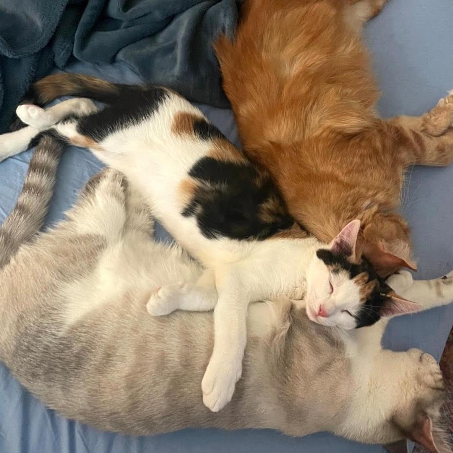 Toula — thumbnail 2