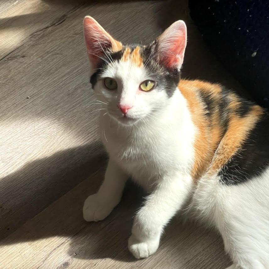 Toula — thumbnail 3