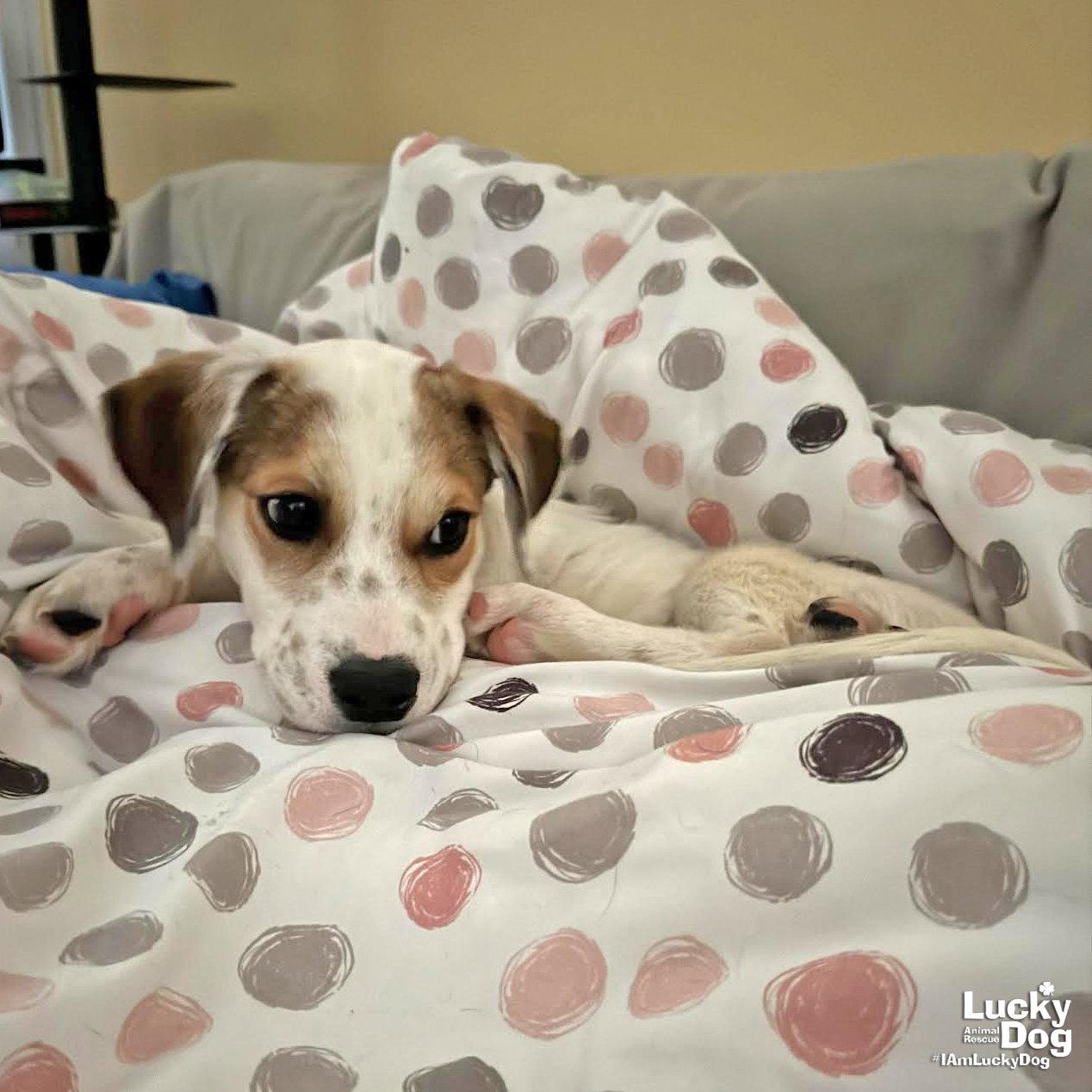 Enlarge Sky, a Adoptable mixed breed in Washington, DC image 1/3