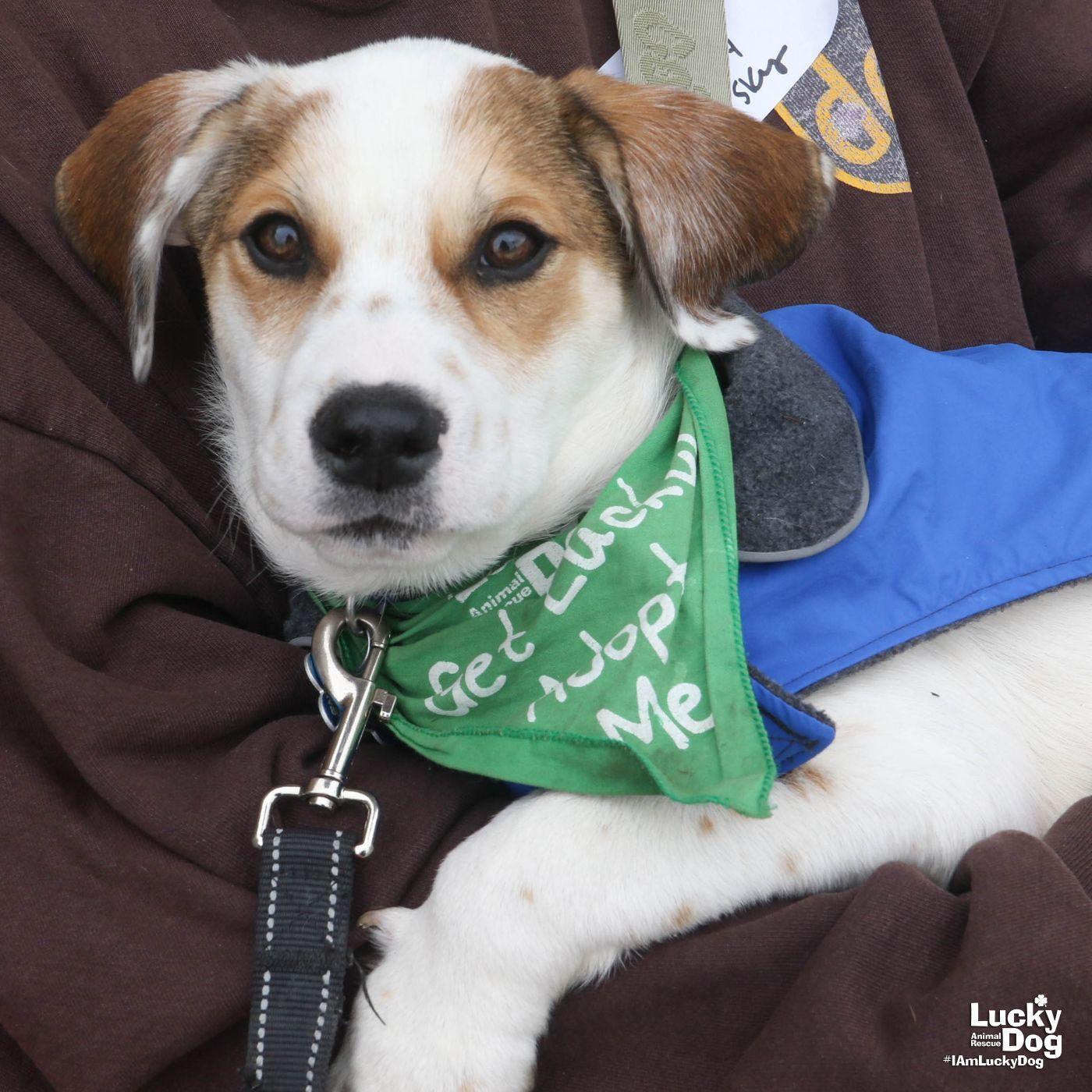 Enlarge Sky, a Adoptable mixed breed in Washington, DC image 2/3