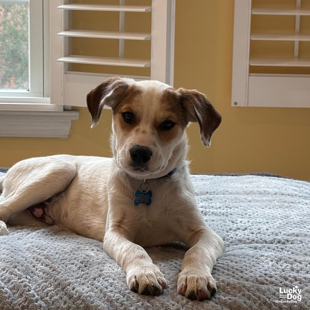 Enlarge Sky, a Adoptable mixed breed in Washington, DC image 3/3