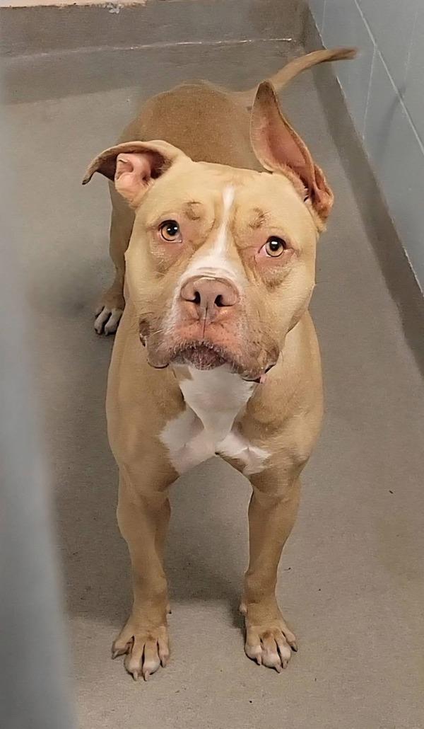 Saddle, Adoptable, Young Male Pit Bull Terrier.
