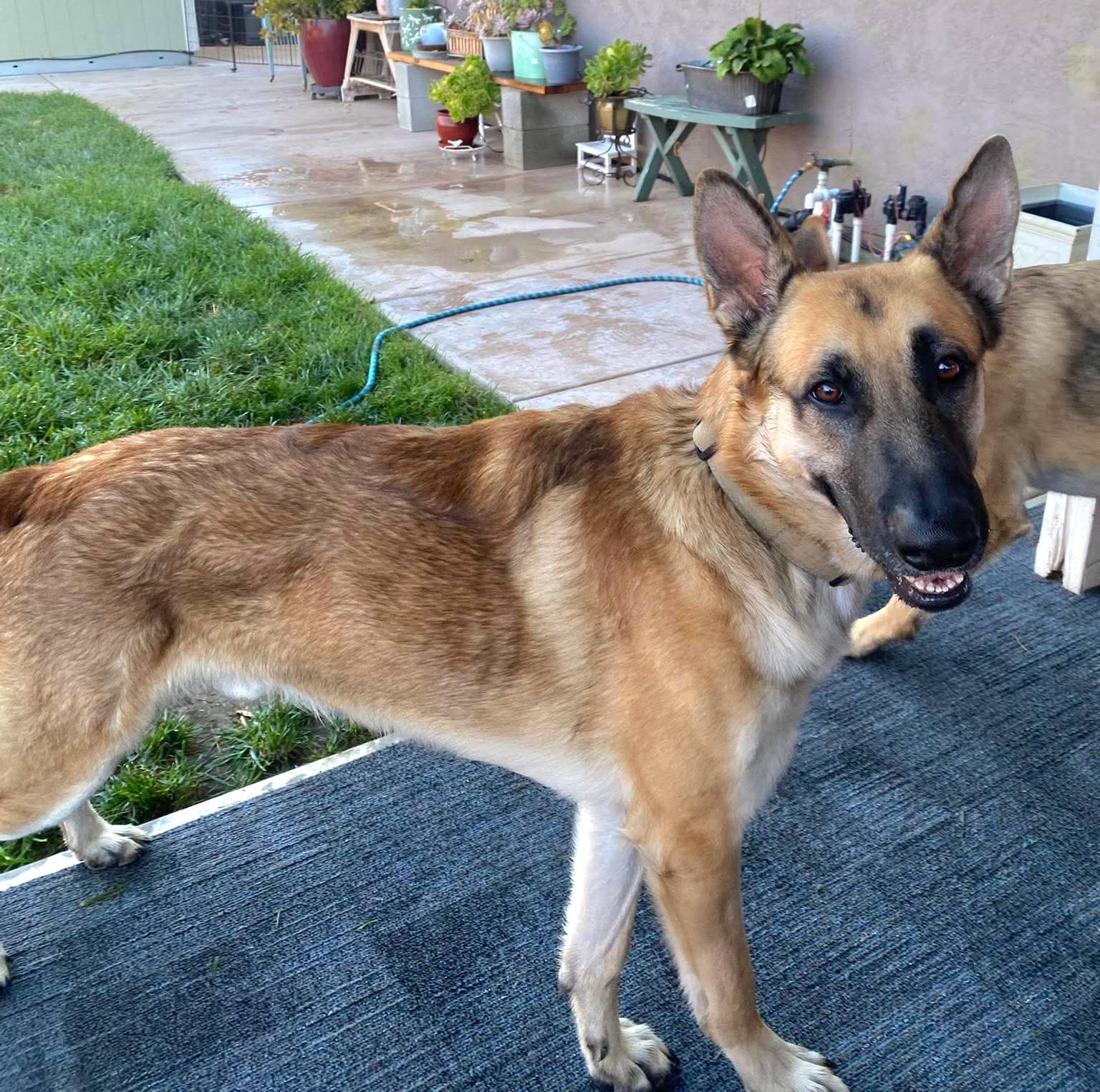 Enlarge Charlie Bean, a ADOPTABLE German Shepherd Dog in Tracy, CA image 2/5