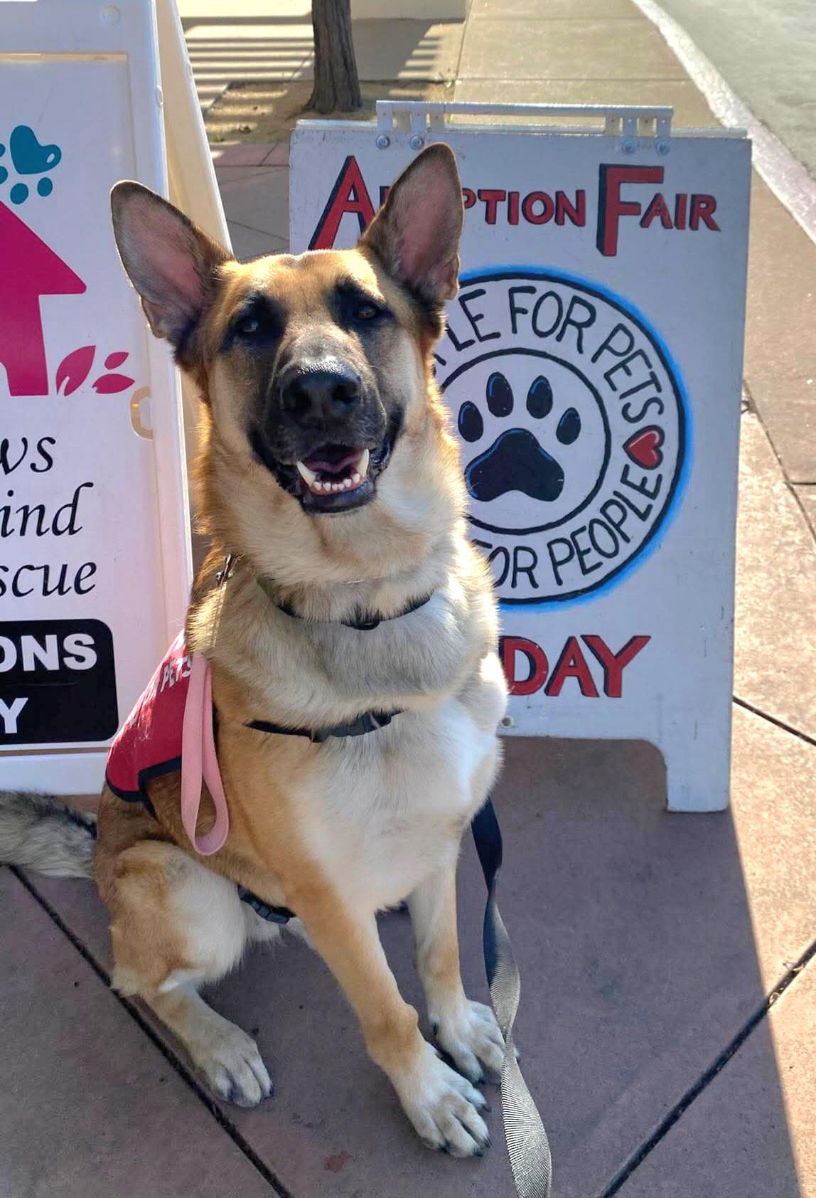 Enlarge Charlie Bean, a ADOPTABLE German Shepherd Dog in Tracy, CA image 5/5