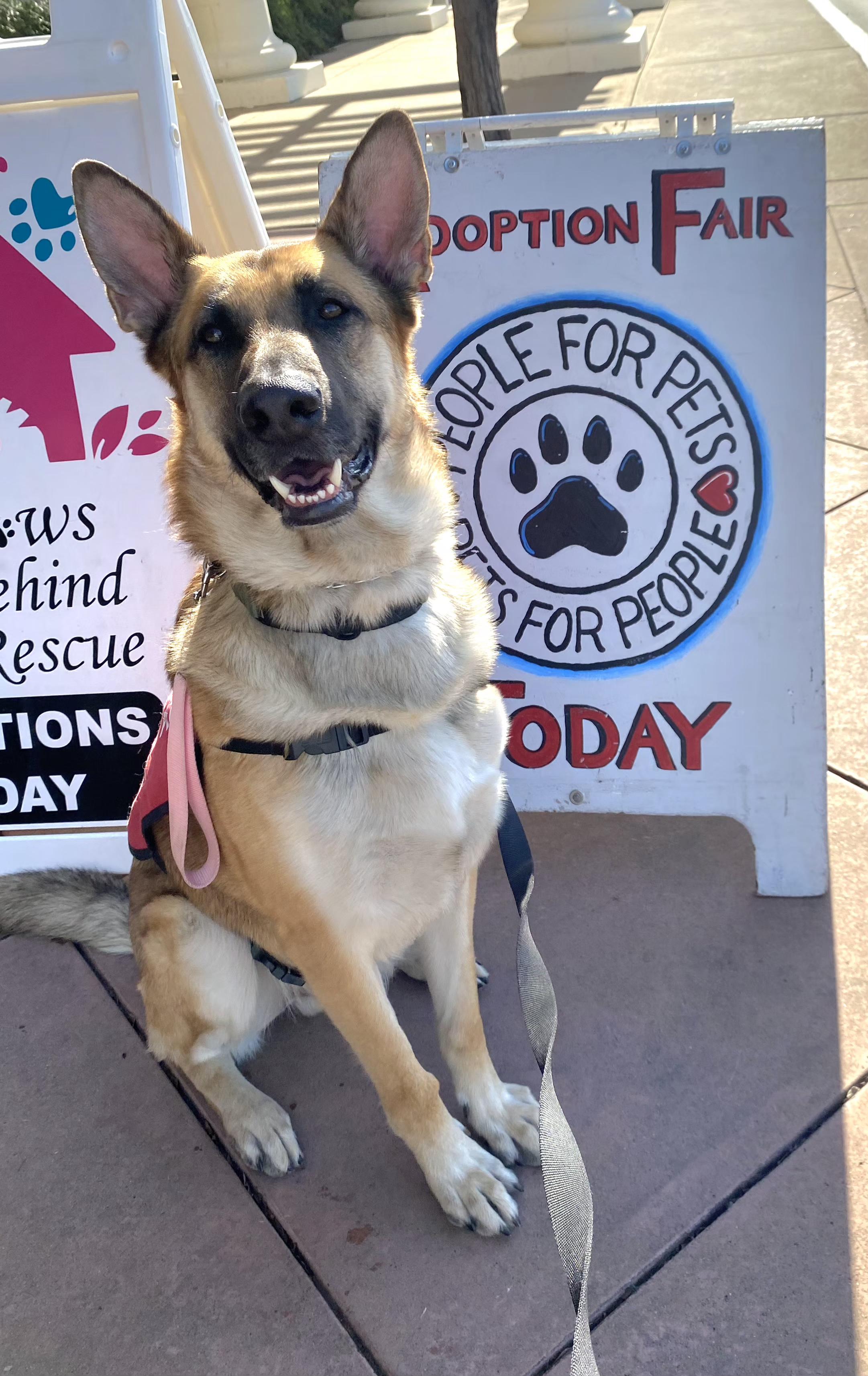 Charlie Bean, ADOPTABLE, Young Male German Shepherd Dog.