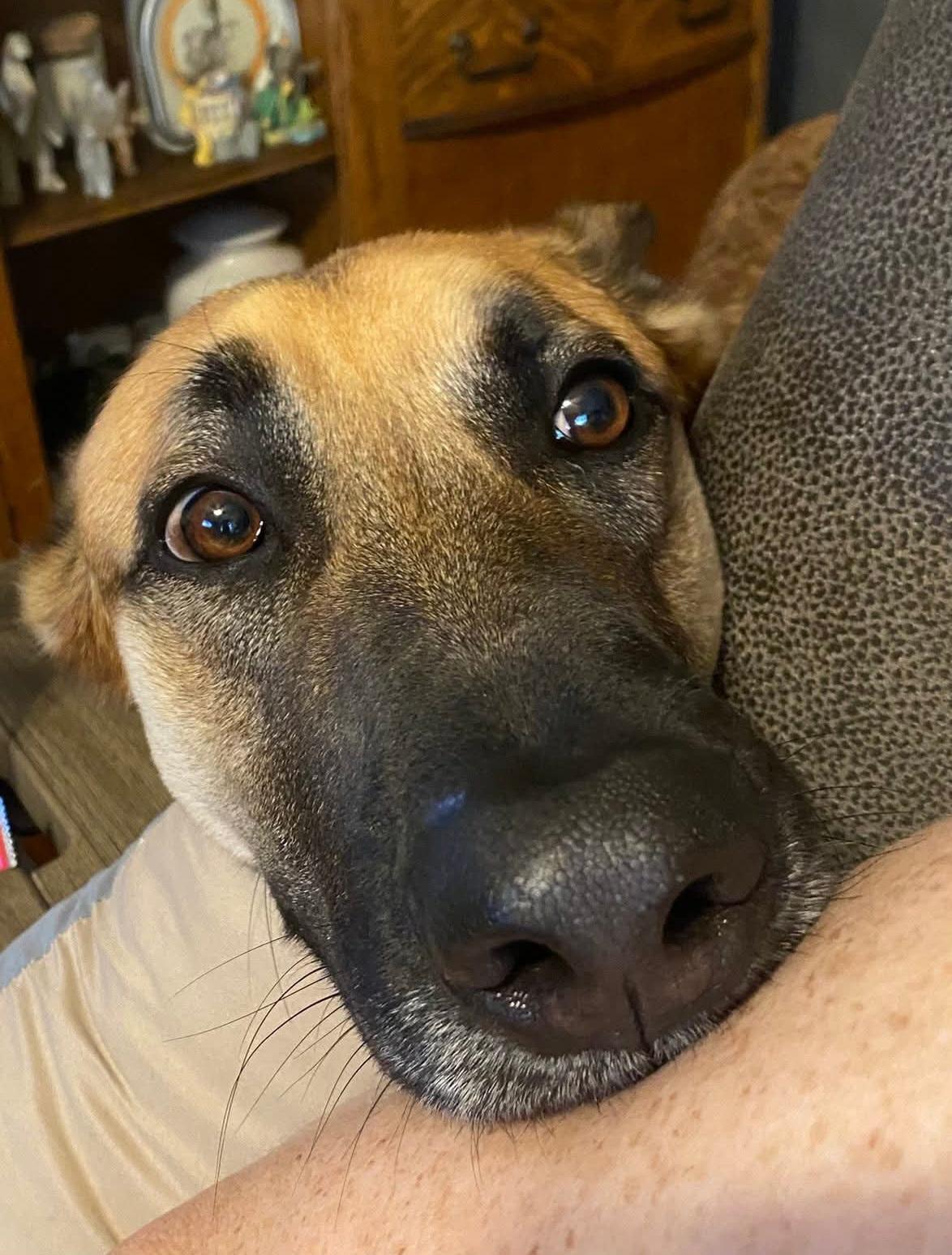 Enlarge Charlie Bean, a ADOPTABLE German Shepherd Dog in Tracy, CA image 3/5