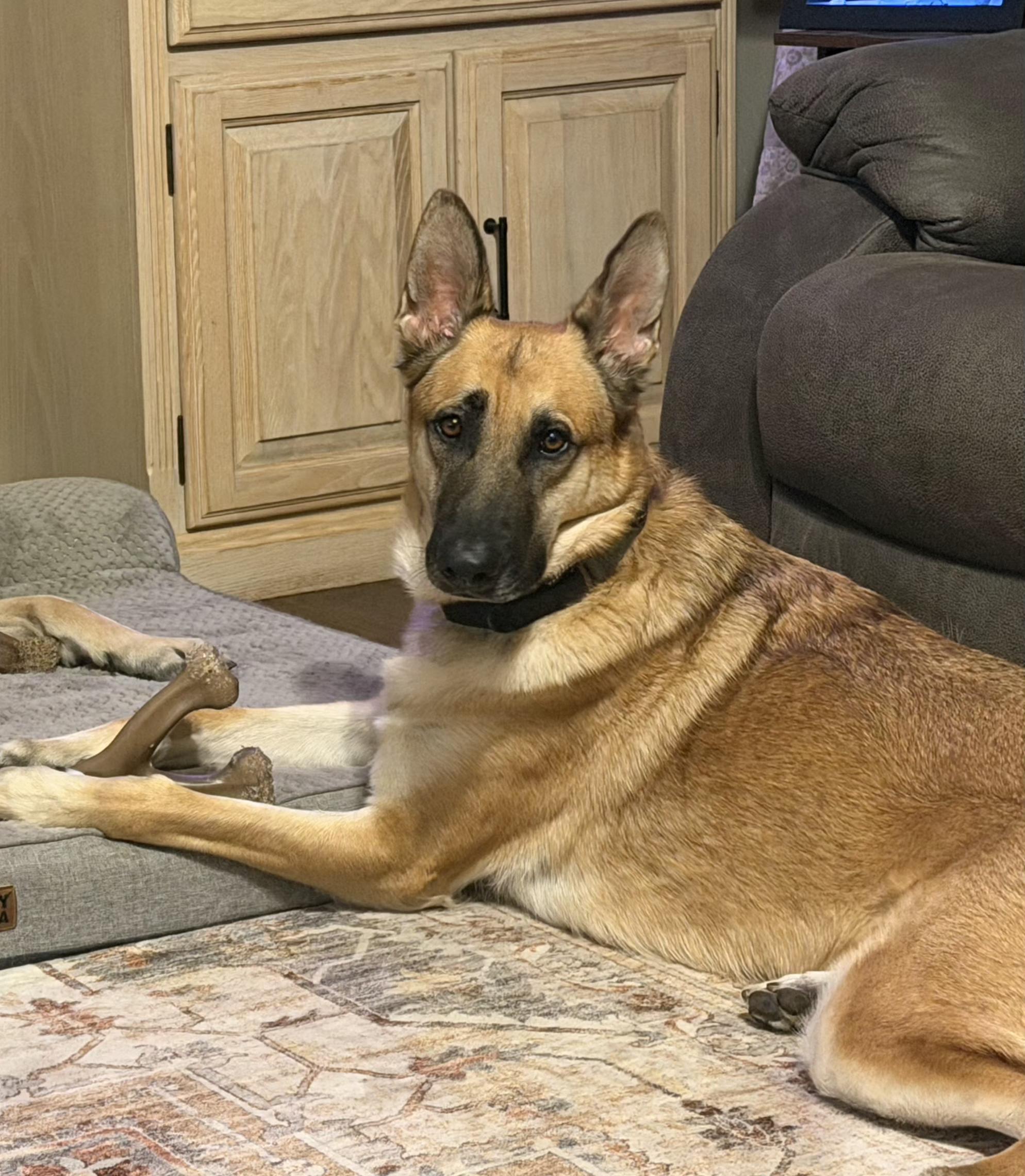 Charlie Bean, a ADOPTABLE German Shepherd Dog in Tracy, CA image 6/6