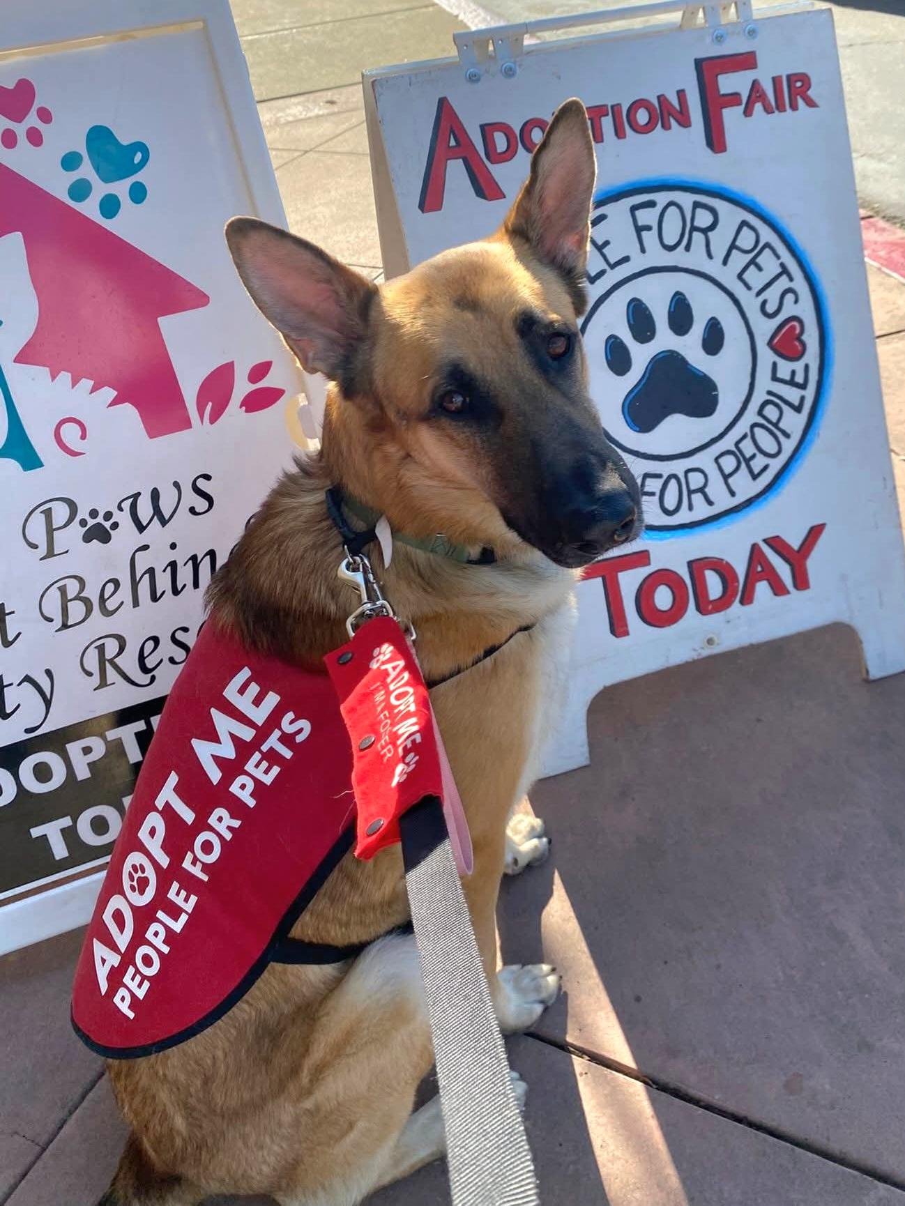 Enlarge Charlie Bean, a ADOPTABLE German Shepherd Dog in Tracy, CA image 4/5