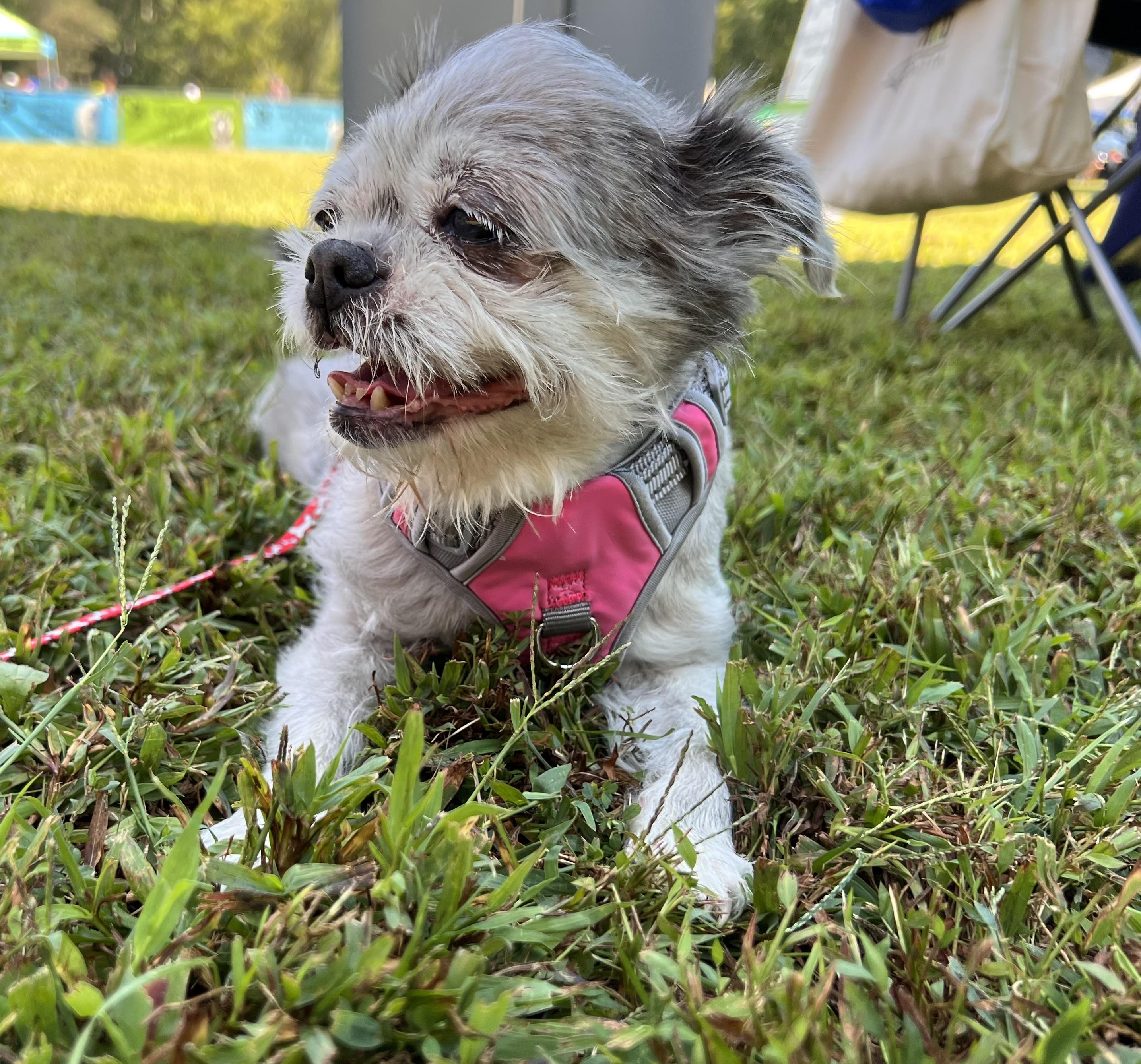 Enlarge Milaan, a Adoptable Brussels Griffon in Parkton, MD image 5/6