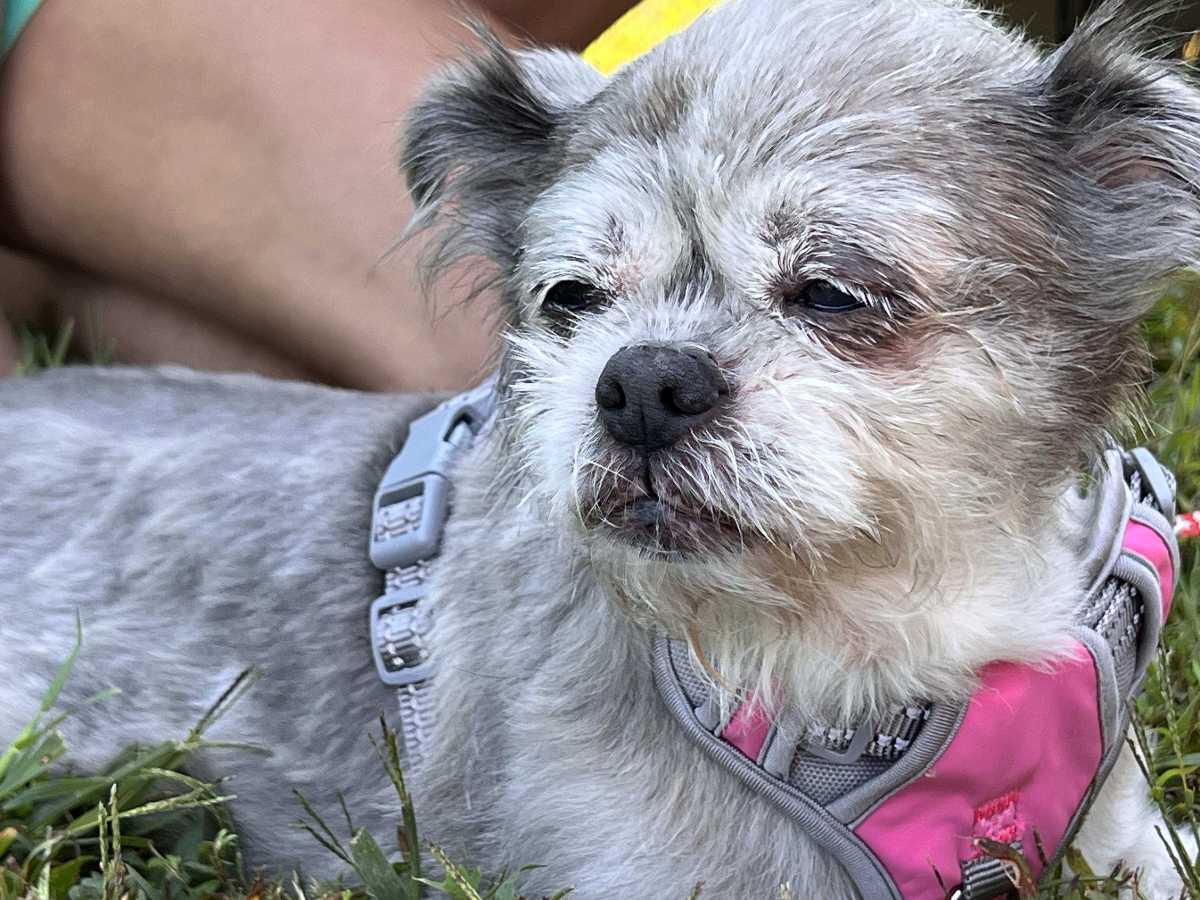 Enlarge Milaan, a Adoptable Brussels Griffon in Parkton, MD image 1/6