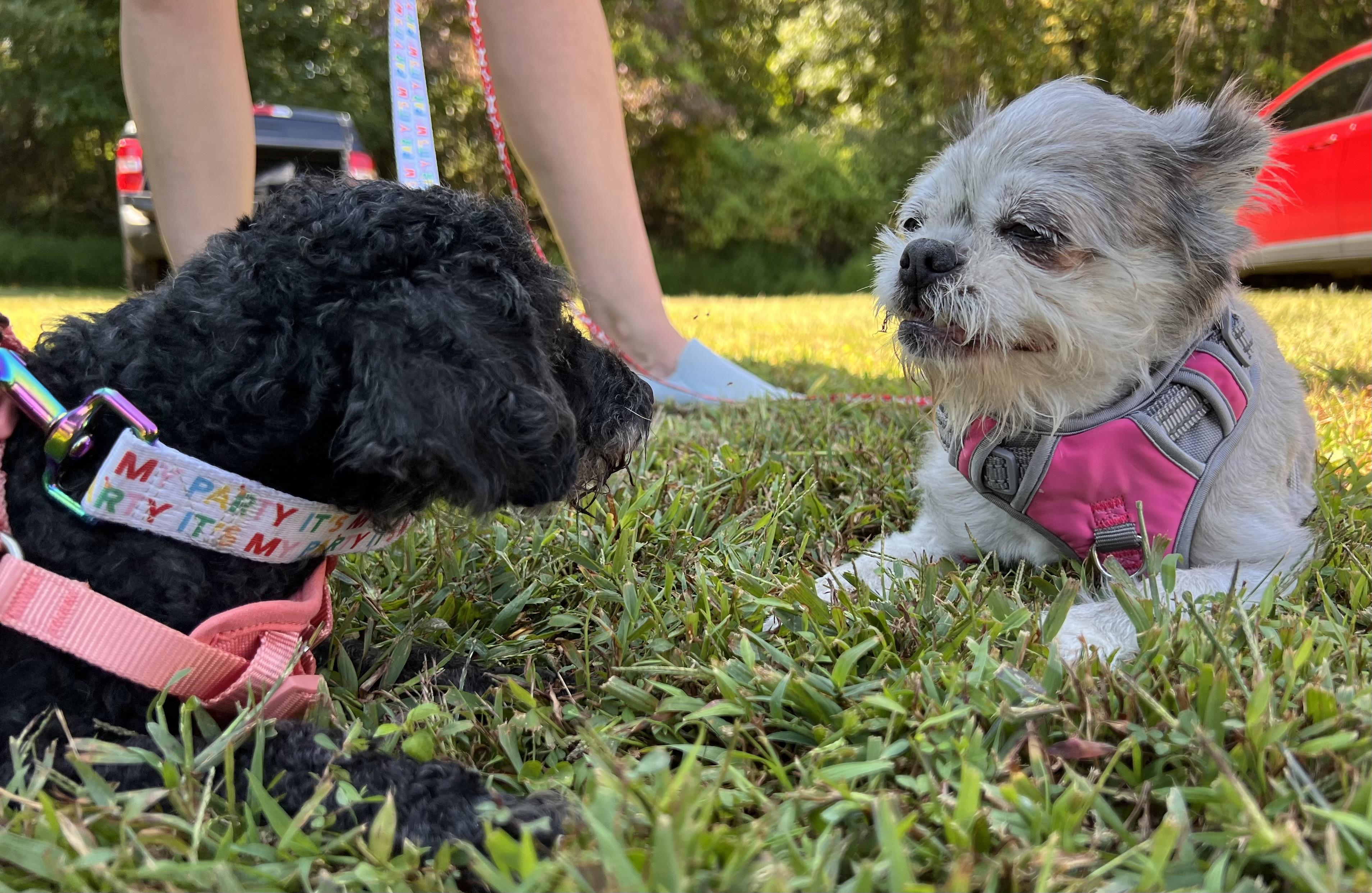 Enlarge Milaan, a Adoptable Brussels Griffon in Parkton, MD image 6/6