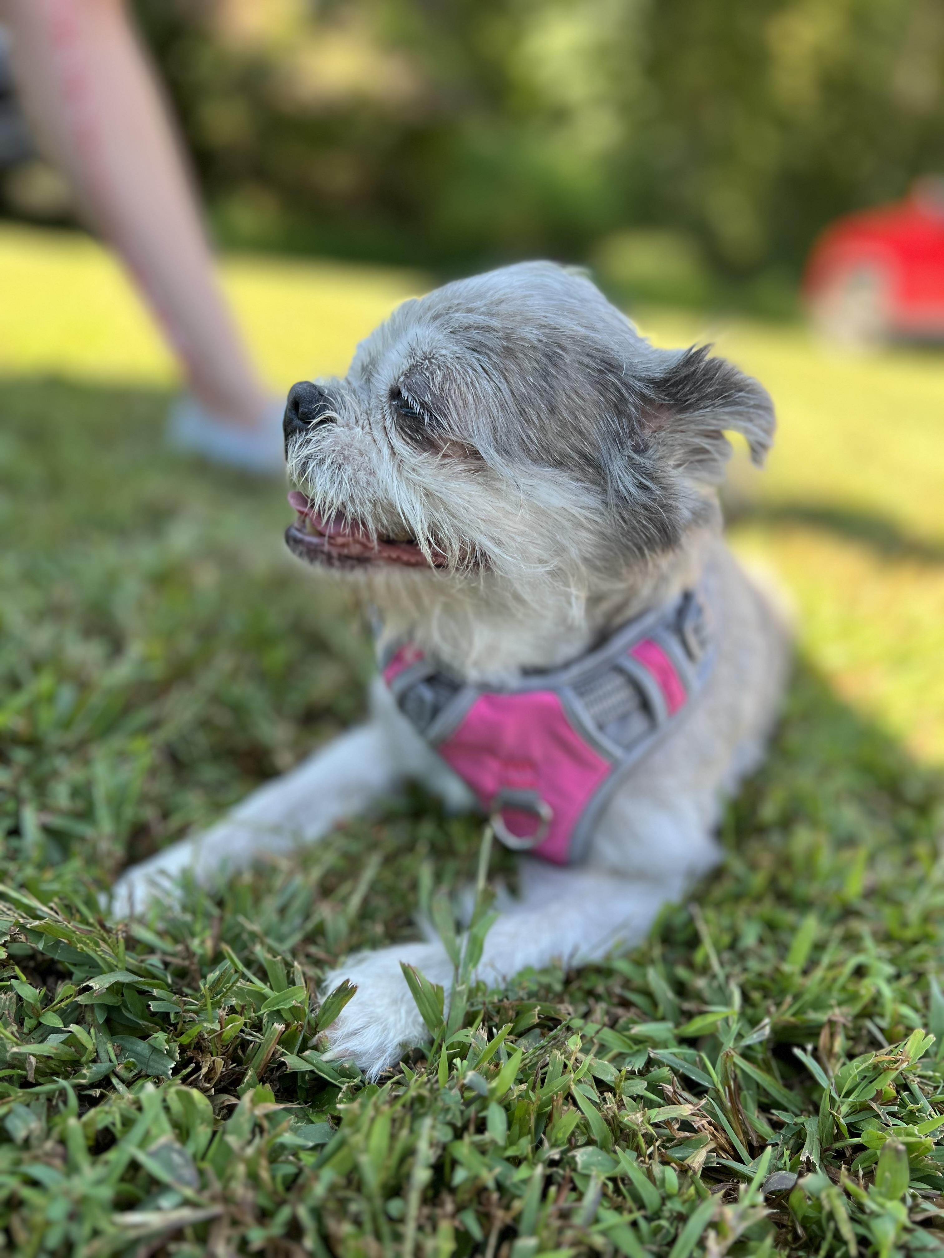 Enlarge Milaan, a Adoptable Brussels Griffon in Parkton, MD image 2/6