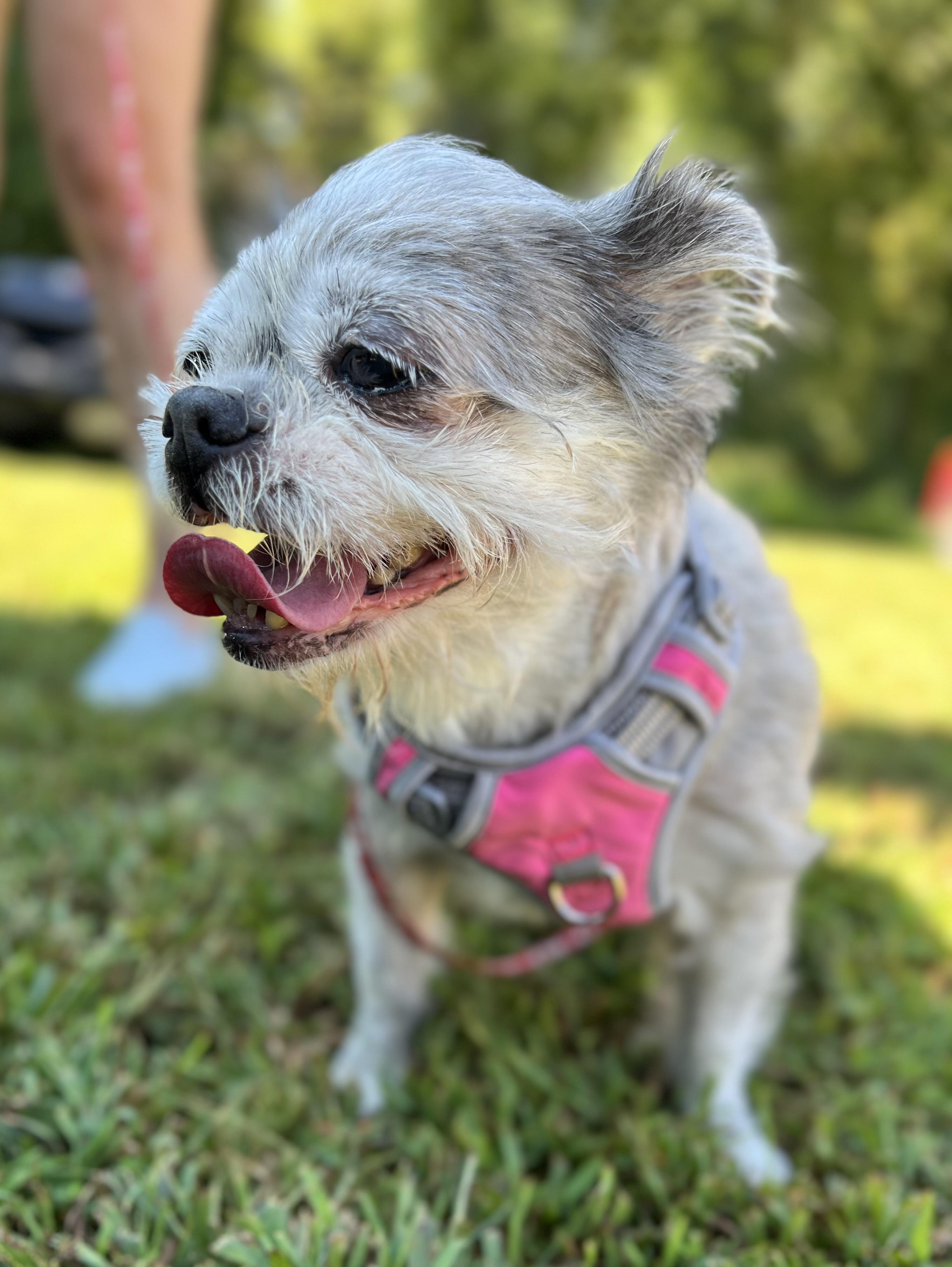 Enlarge Milaan, a Adoptable Brussels Griffon in Parkton, MD image 3/6