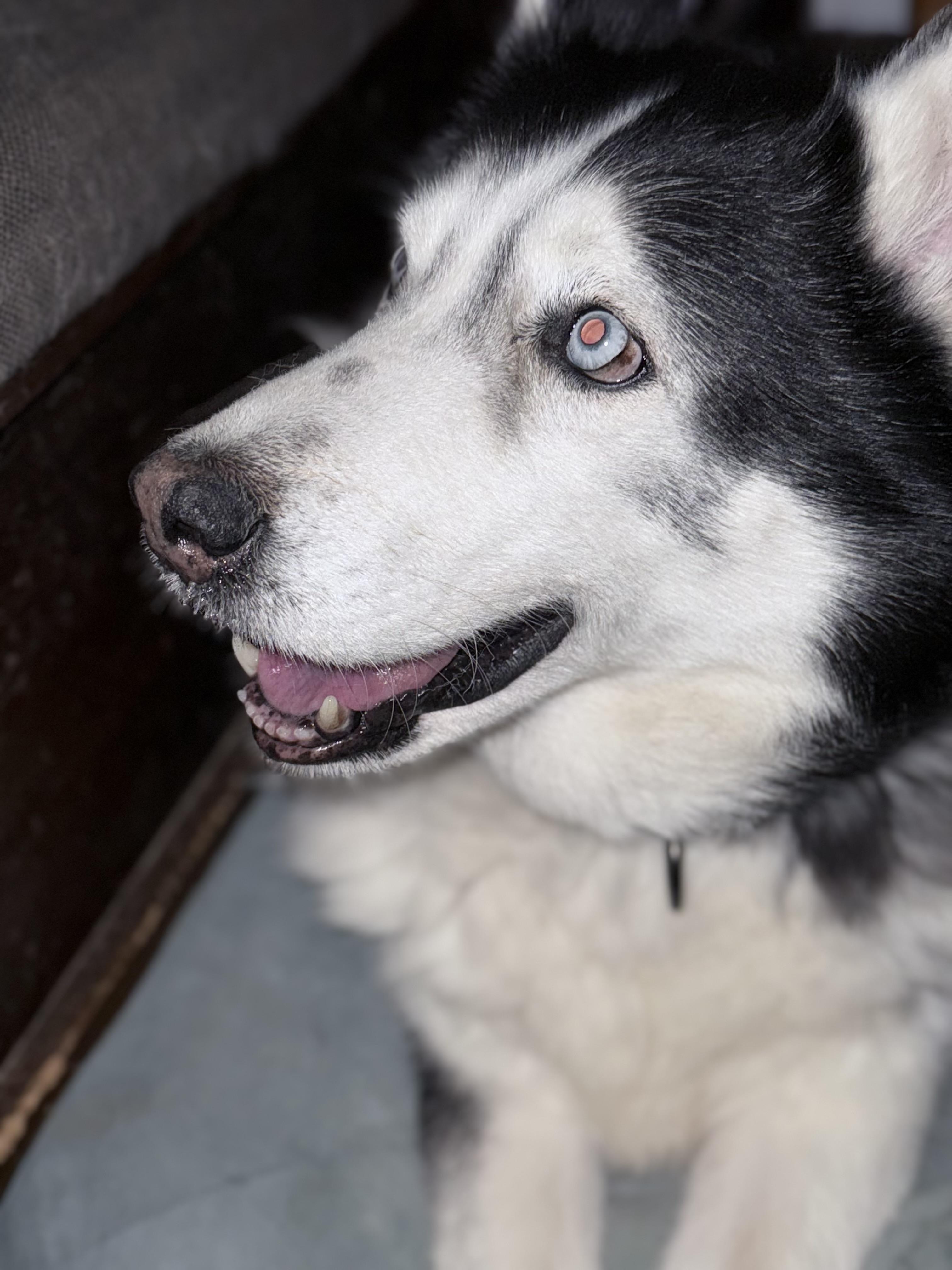 MIKEY, a Adoptable Siberian Husky in Yucca Valley, CA image 3/5