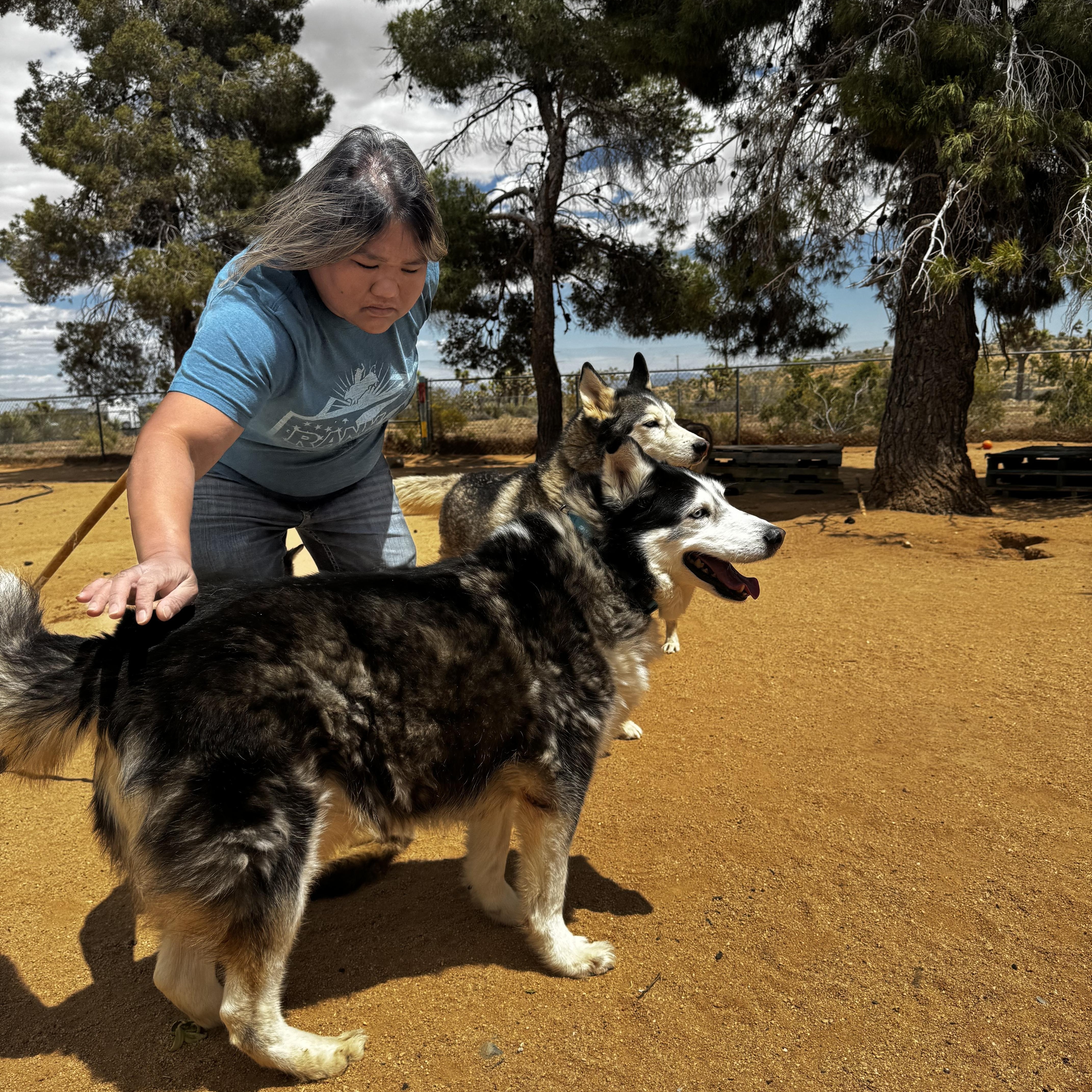 MIKEY, a Adoptable Siberian Husky in Yucca Valley, CA image 2/5