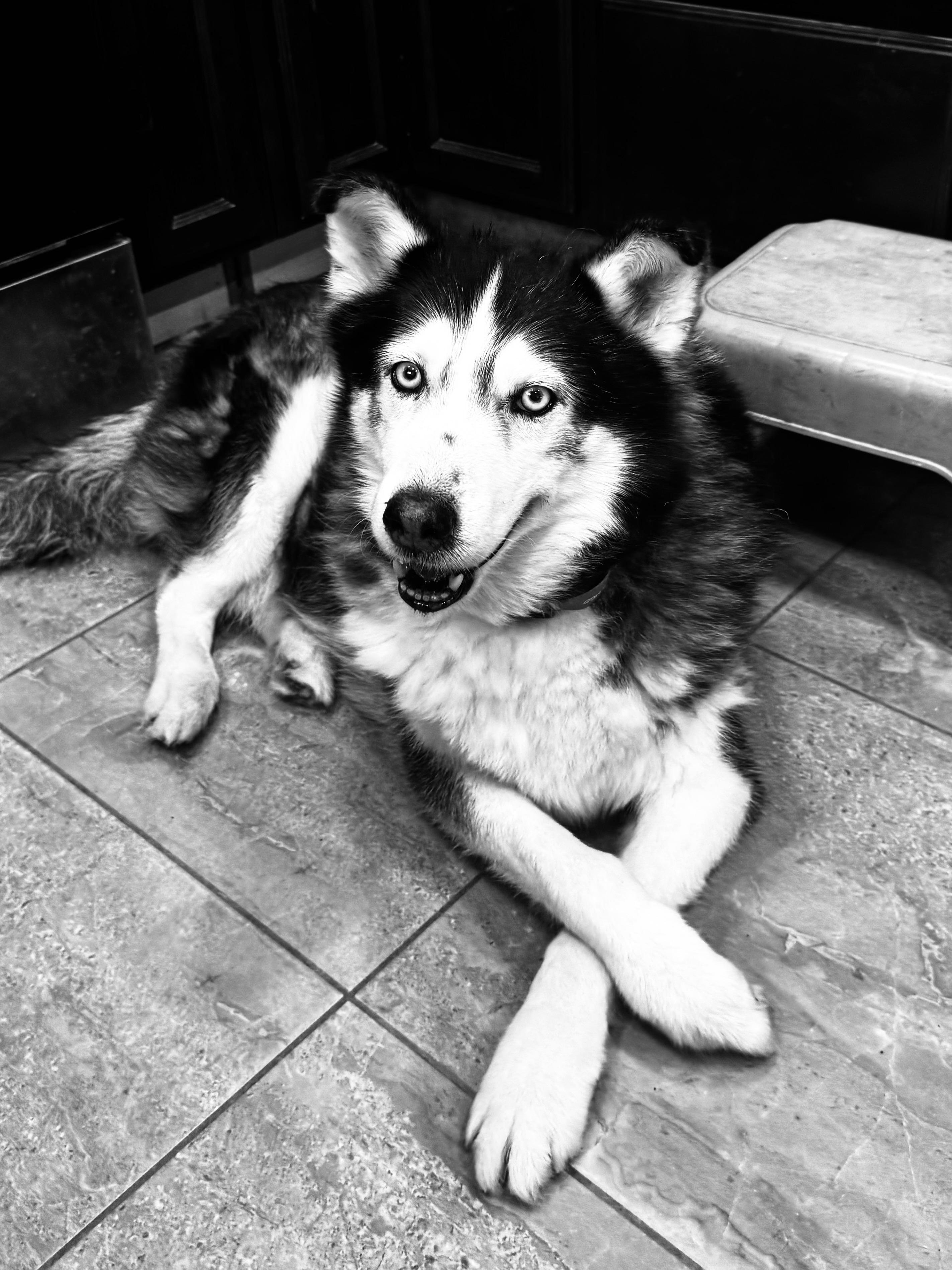 MIKEY, Adoptable, Senior Male Siberian Husky.