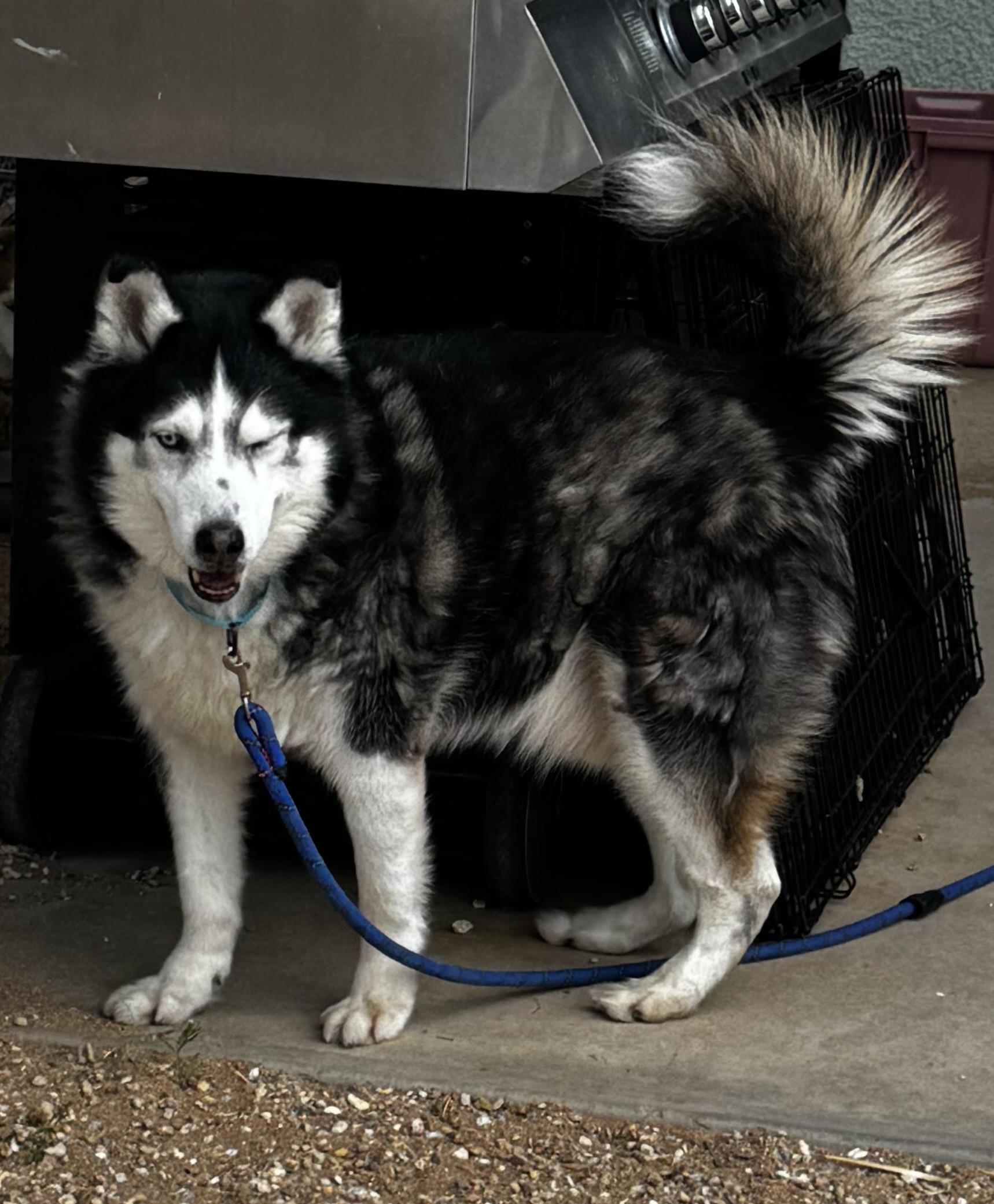 MIKEY, a Adoptable Siberian Husky in Yucca Valley, CA image 5/5