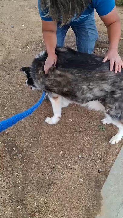 Enlarge MIKEY, a Adoptable Siberian Husky in Yucca Valley, CA video 4/5