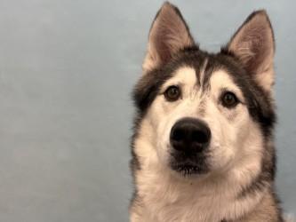 Joey, Adoptable, Adult Male Siberian Husky & Mixed Breed.