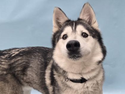 Enlarge Joey, a Adoptable mixed breed in Golden Valley, MN image 2/2