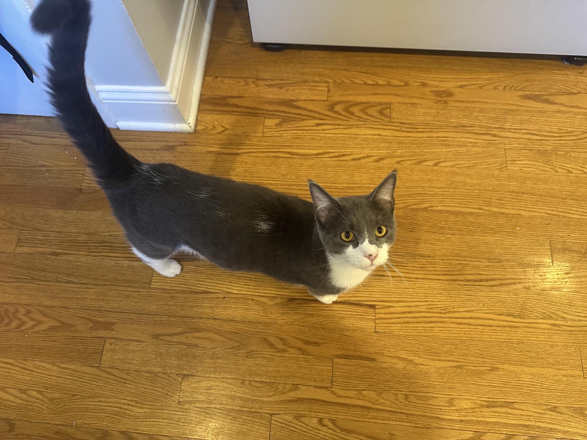 Enlarge Jefferson, a Adopted Domestic Short Hair in Richmond, VA image 5/6