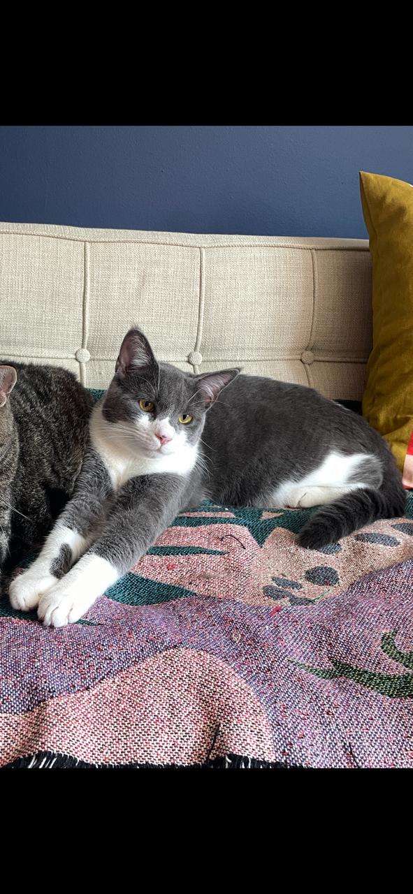 Enlarge Jefferson, a Adopted Domestic Short Hair in Richmond, VA image 3/6