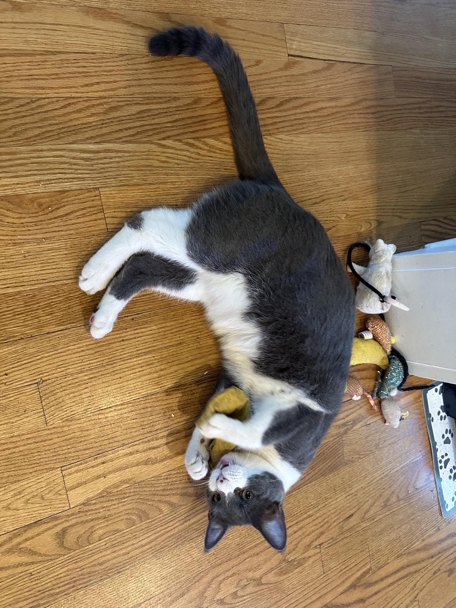 Enlarge Jefferson, a Adopted Domestic Short Hair in Richmond, VA image 2/6