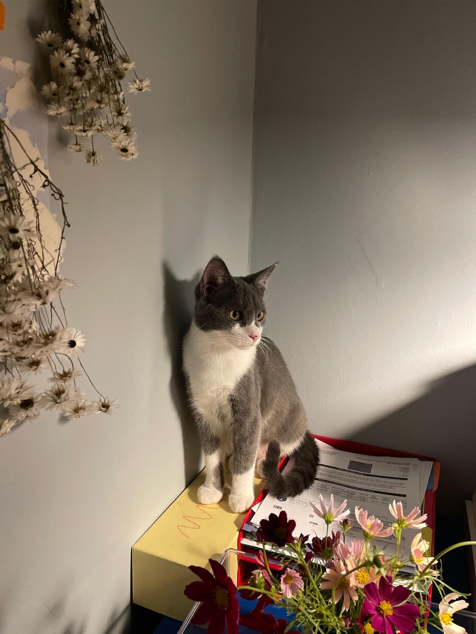 Enlarge Jefferson, a Adopted Domestic Short Hair in Richmond, VA image 4/6