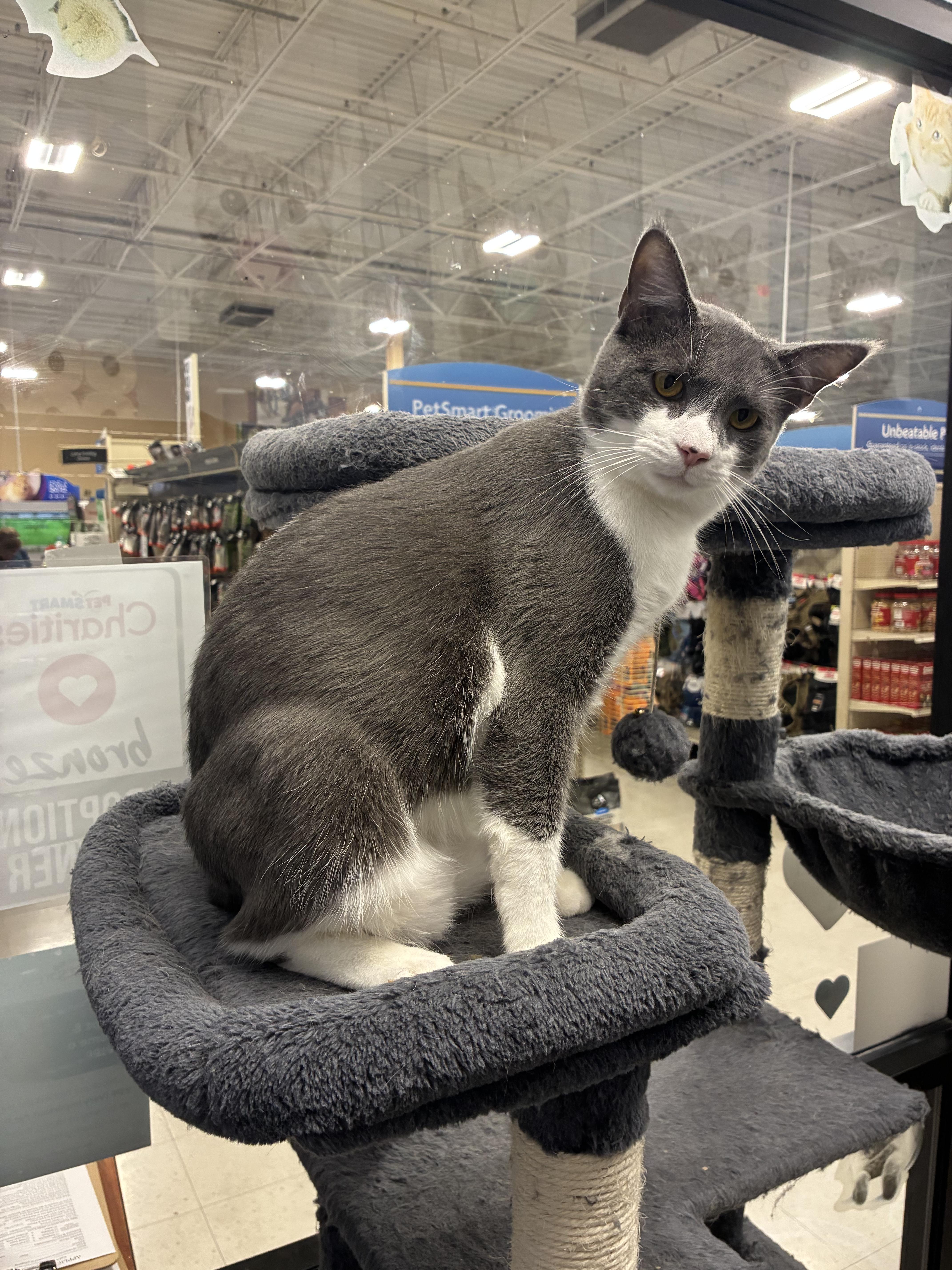 Enlarge Jefferson, a Adopted Domestic Short Hair in Richmond, VA image 1/6