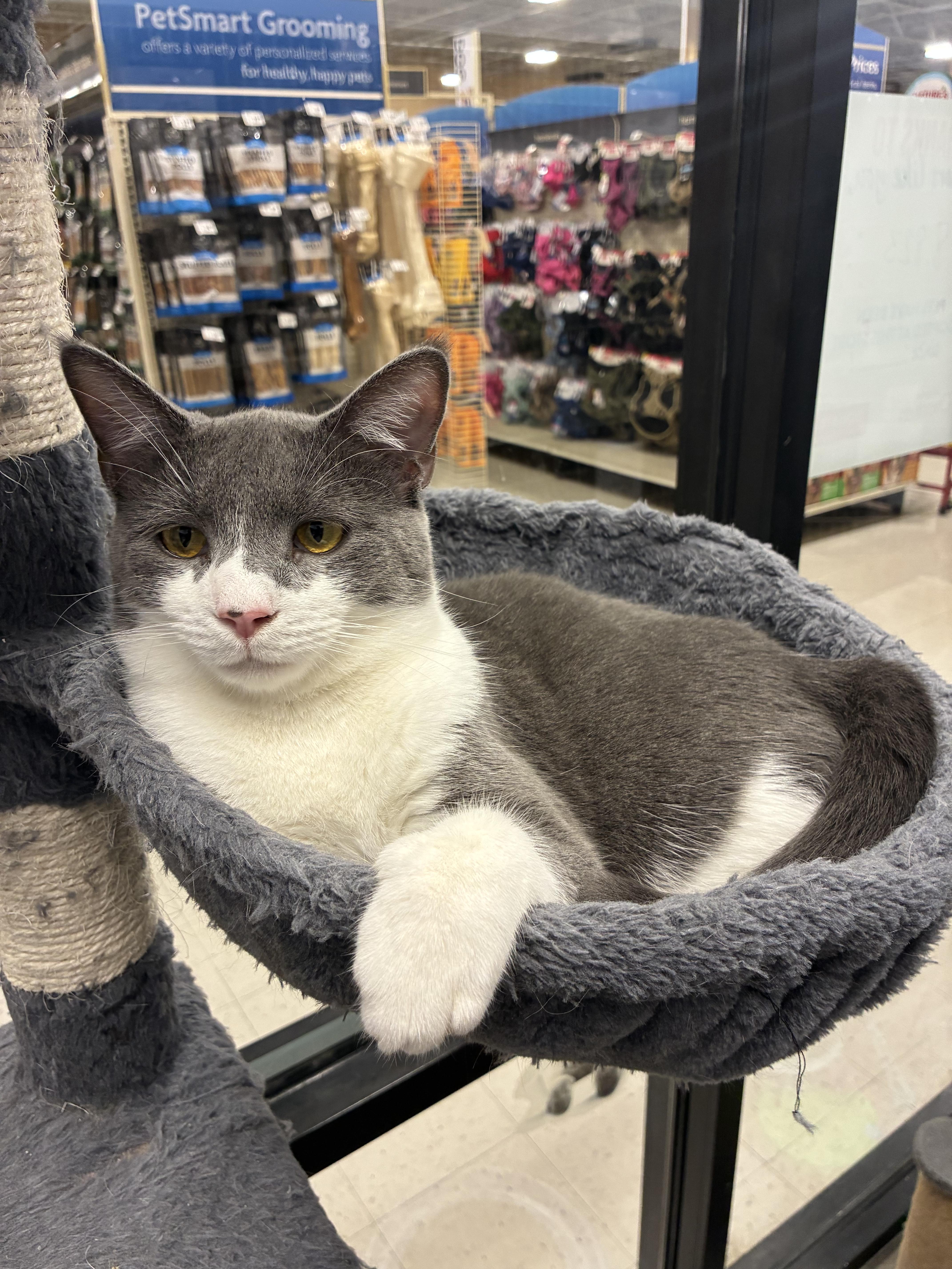 Enlarge Jefferson, a Adopted Domestic Short Hair in Richmond, VA image 6/6