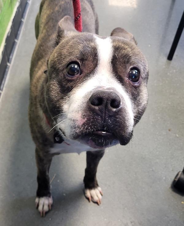 Pen 180c Leroy, Adoptable, Adult Male Pit Bull Terrier.