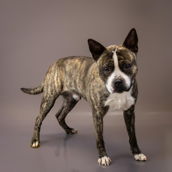 Pen 180c Leroy, a Adoptable mixed breed in Lawrenceville, GA image 2/2