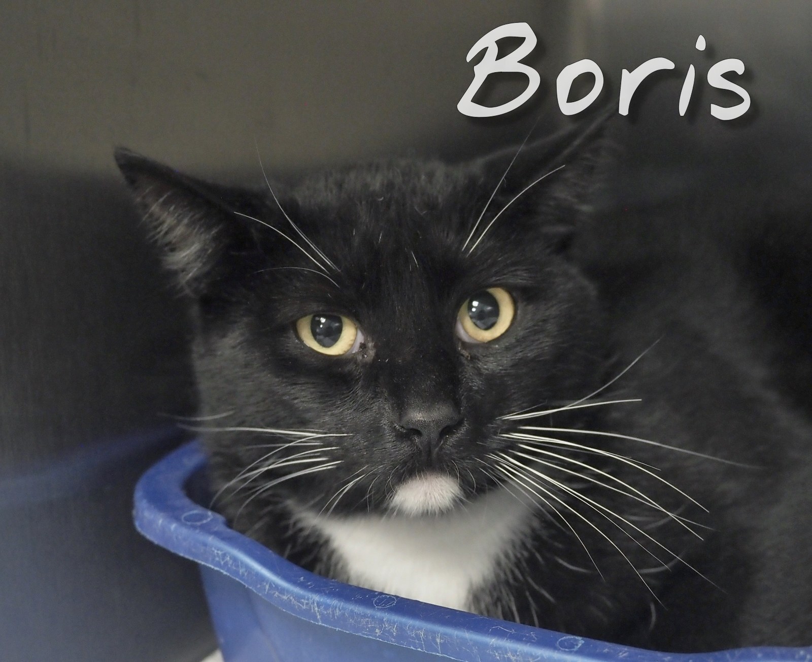 Boris, a Adoptable Domestic Short Hair in Cape May Court House, NJ image 1/4