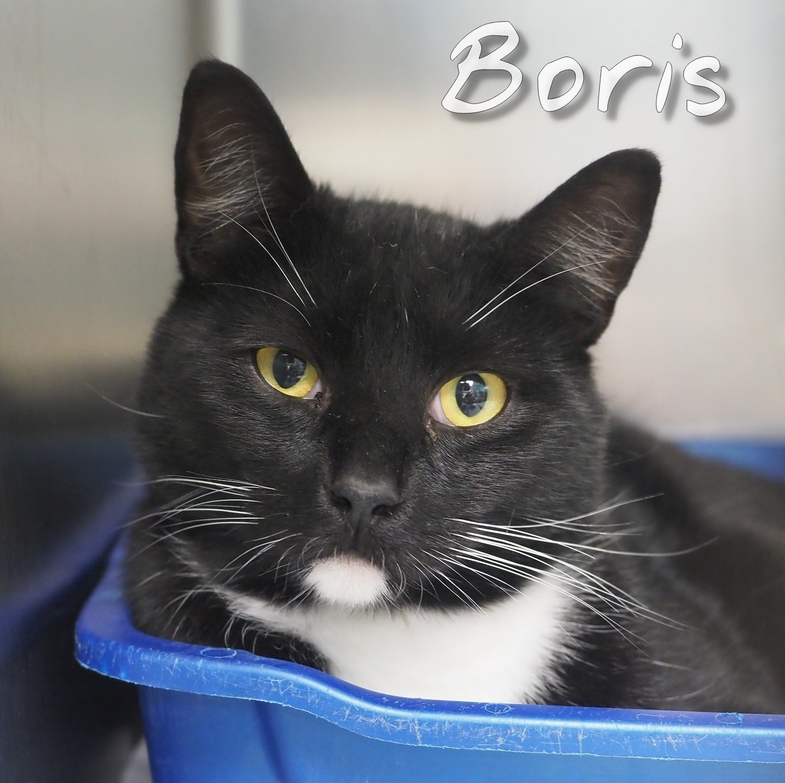 Boris, a Adoptable Domestic Short Hair in Cape May Court House, NJ image 2/4