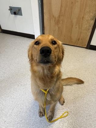 Enlarge Ted, an adopted Golden Retriever in Roseburg, OR image 1/1