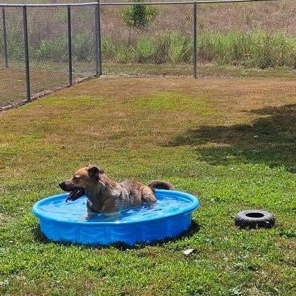 Max, Adoptable, Young Male German Shepherd Dog.