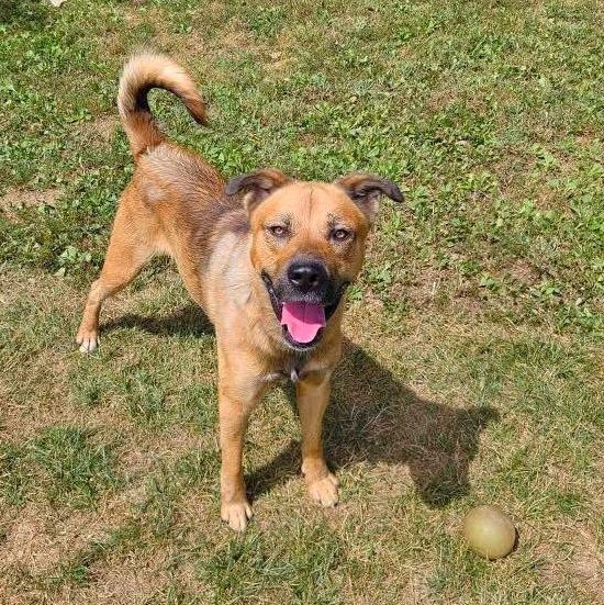 Enlarge Max, a Adoptable mixed breed in Godfrey, IL image 2/2