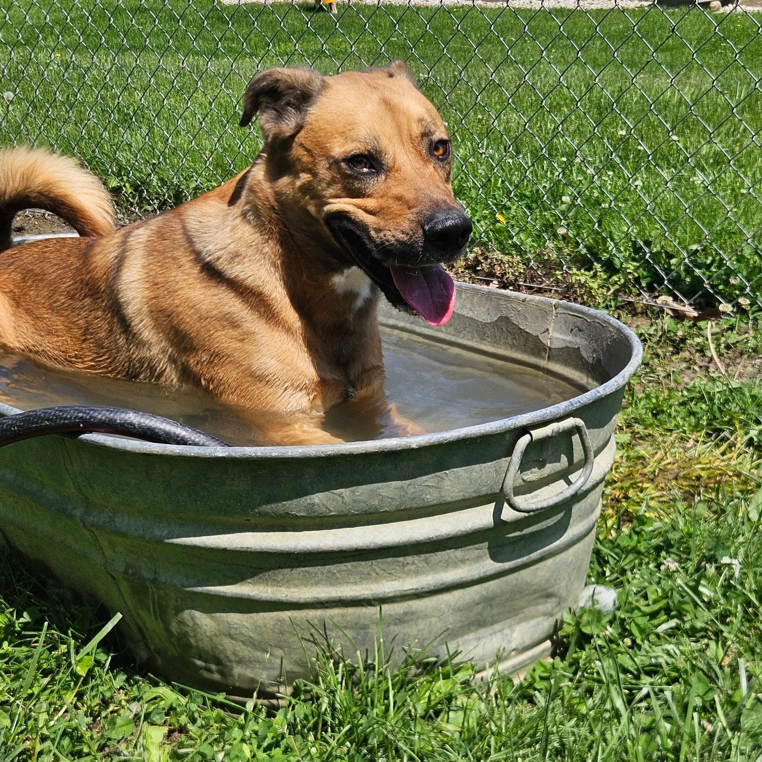 Enlarge Max, a Adopted mixed breed in Godfrey, IL image 3/4