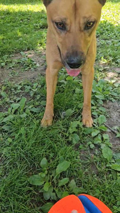 Enlarge Max, a Adopted mixed breed in Godfrey, IL video 4/4