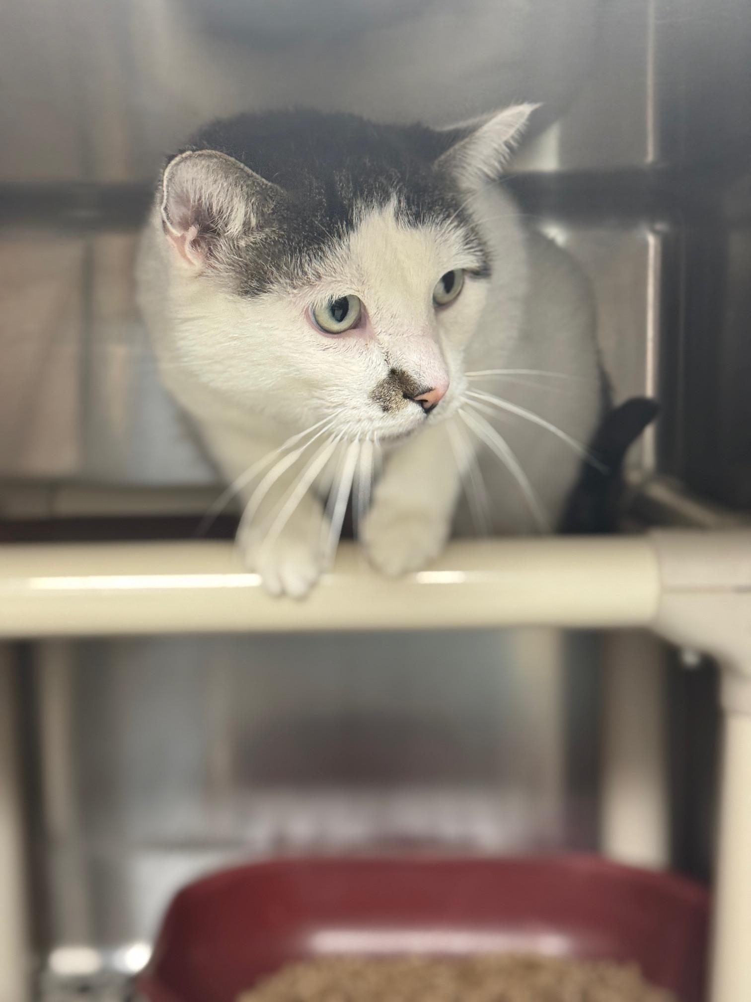 Enlarge Acorn, an adopted Domestic Short Hair in Benton Harbor, MI image 2/4