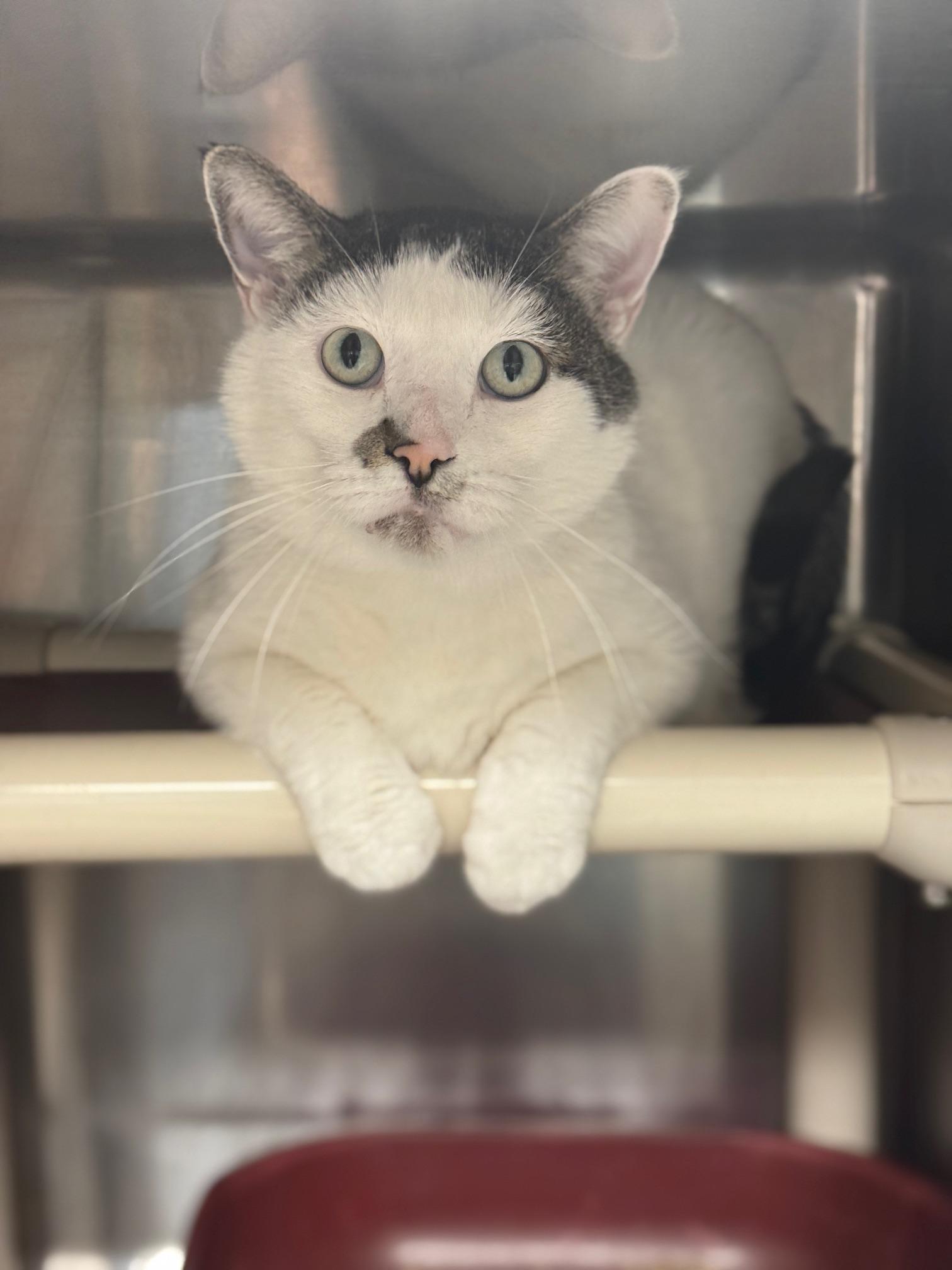 Enlarge Acorn, an adopted Domestic Short Hair in Benton Harbor, MI image 1/4