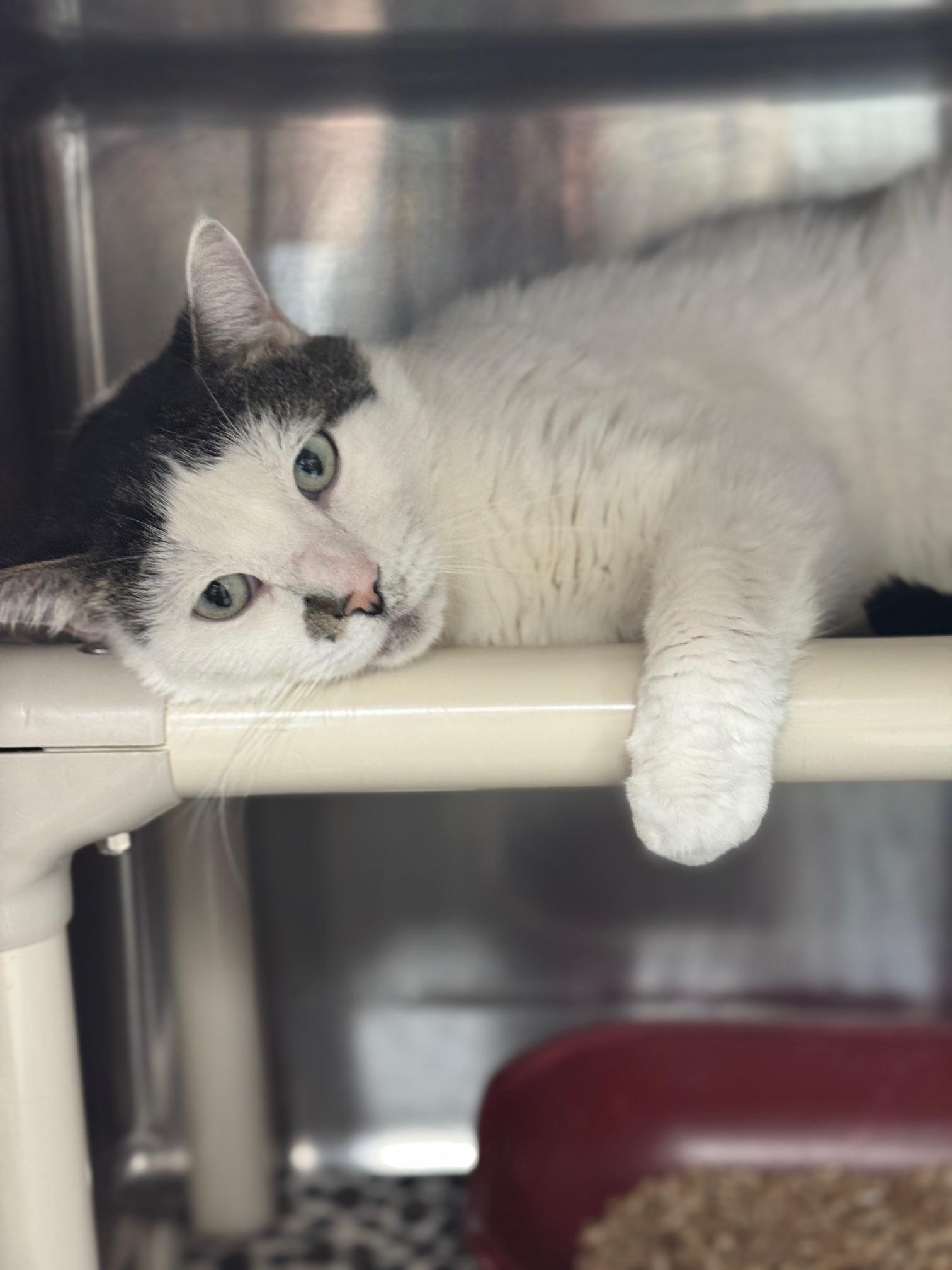 Enlarge Acorn, an adopted Domestic Short Hair in Benton Harbor, MI image 3/4