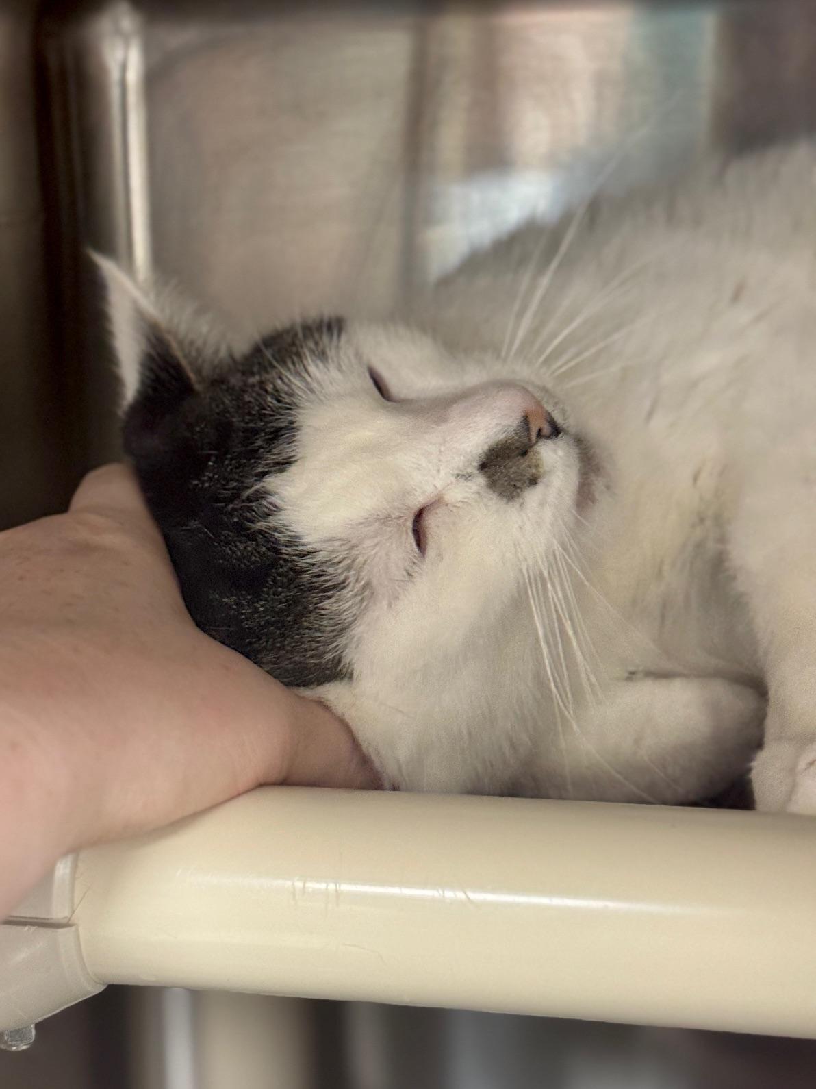 Enlarge Acorn, an adopted Domestic Short Hair in Benton Harbor, MI image 4/4